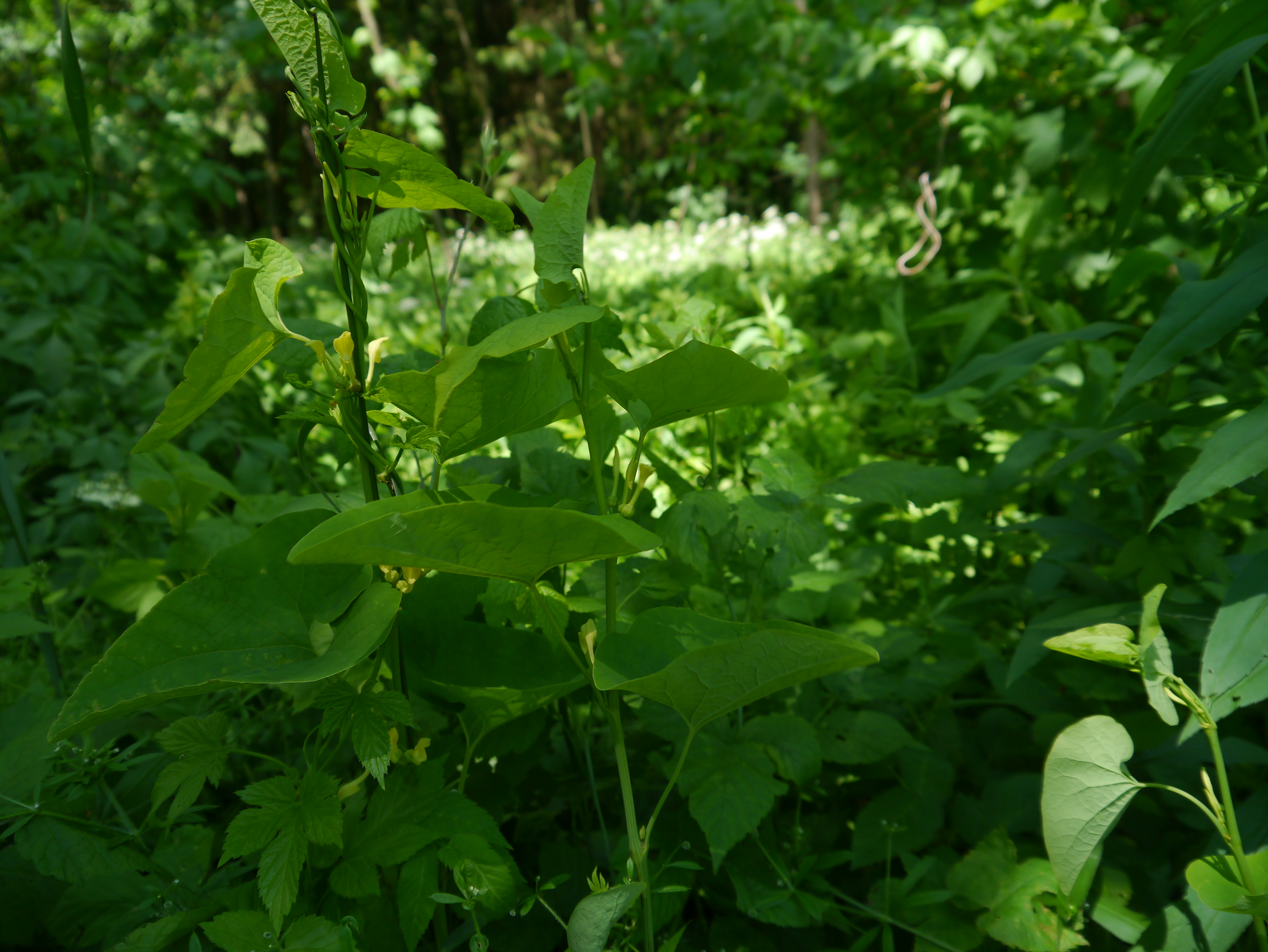 31052013103741 827 art 238 aristolochia clematitis4