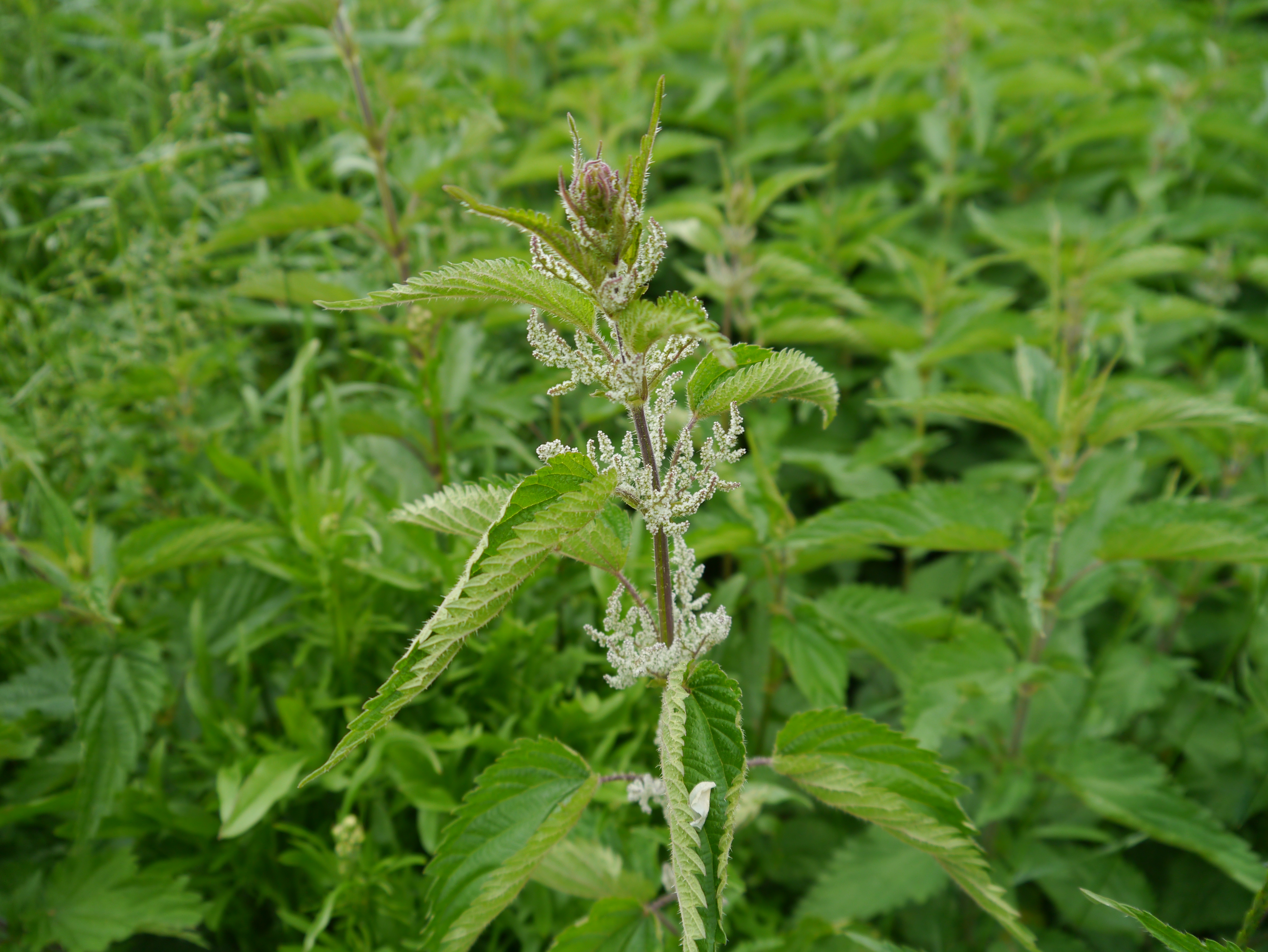 31052013104408 828 art 307 urtica dioica1