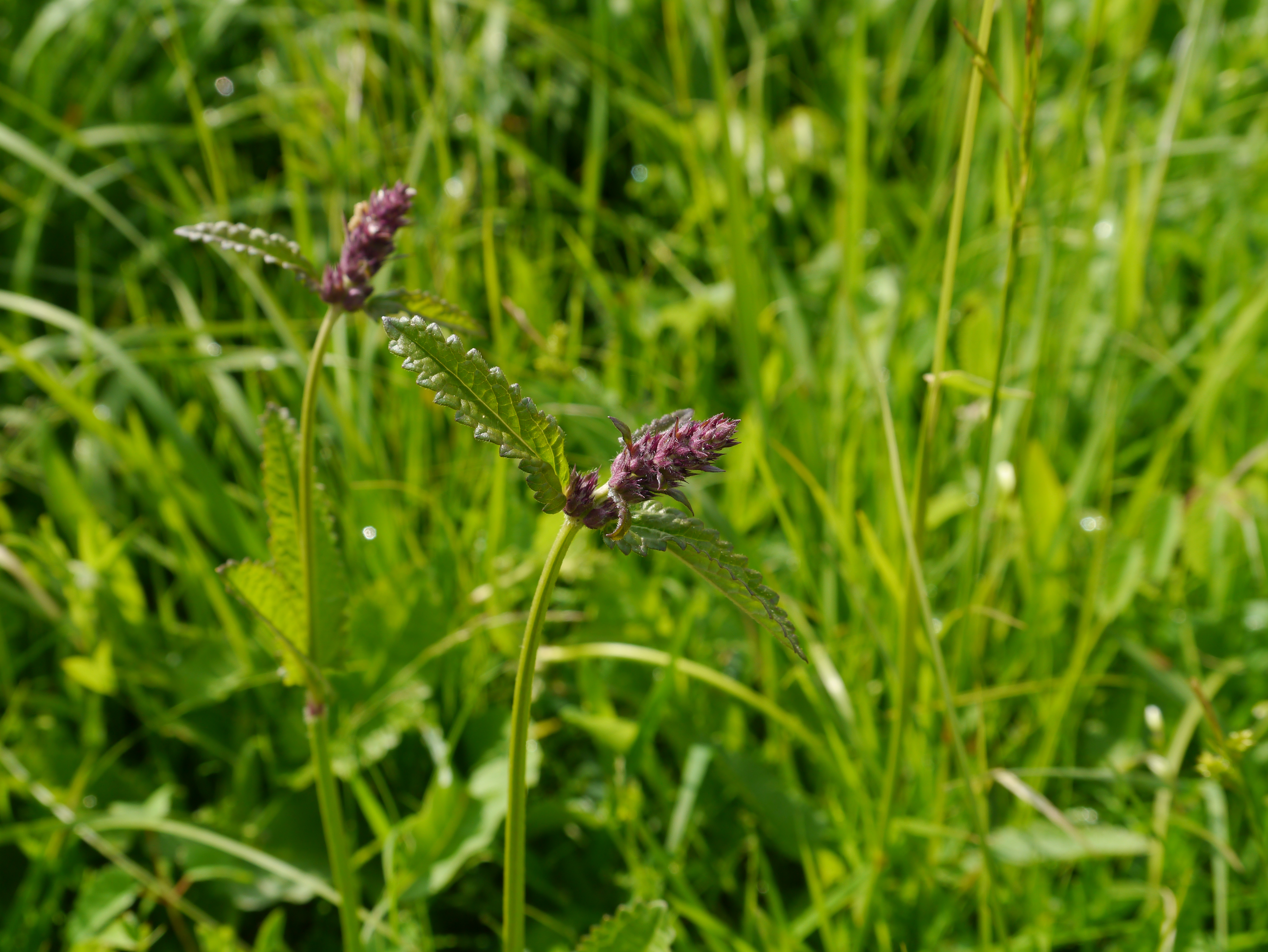 31052013104818 829 art 342 betonica officinalis