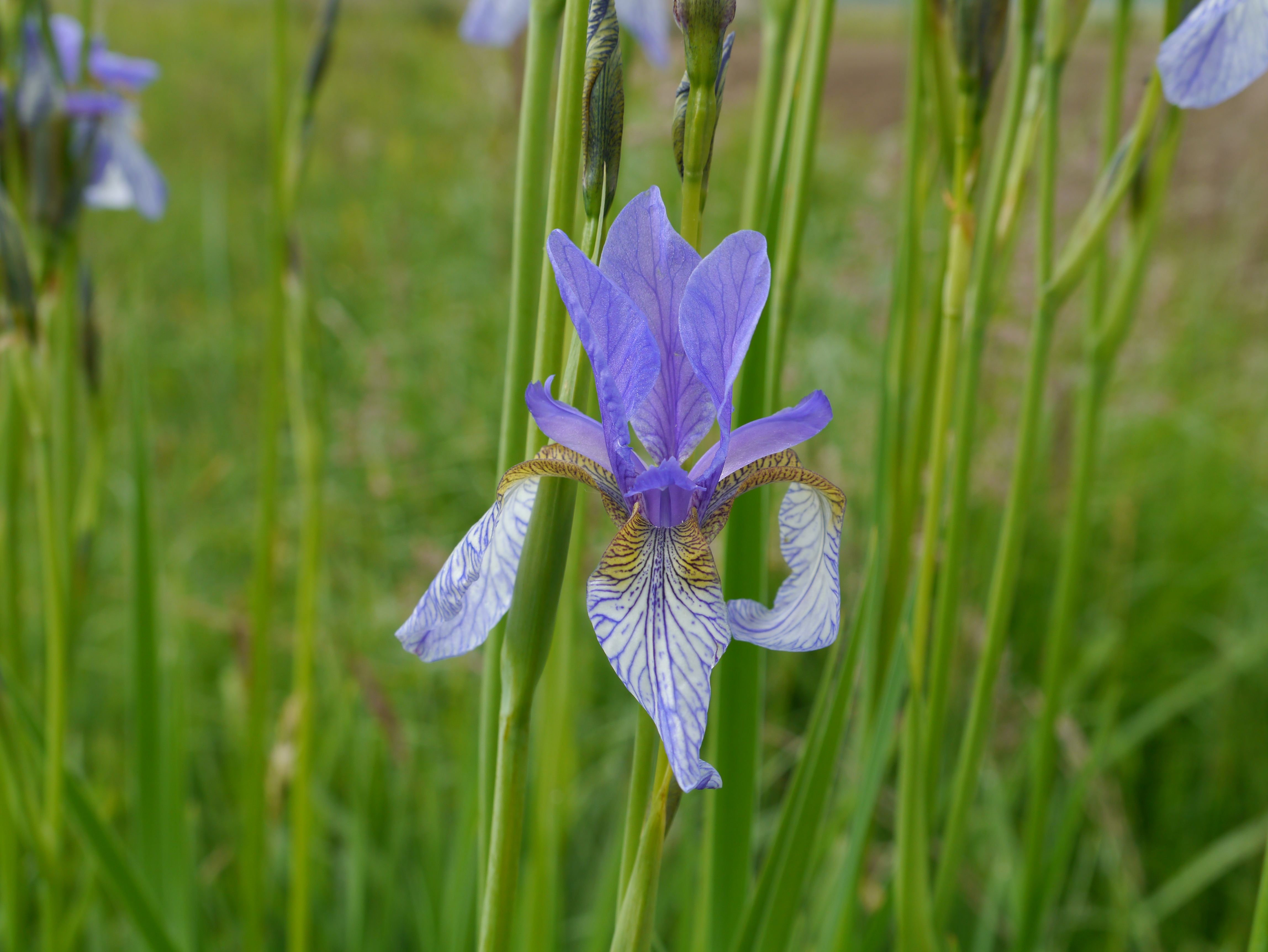 31052013105351 830 art 326 iris sibirica4