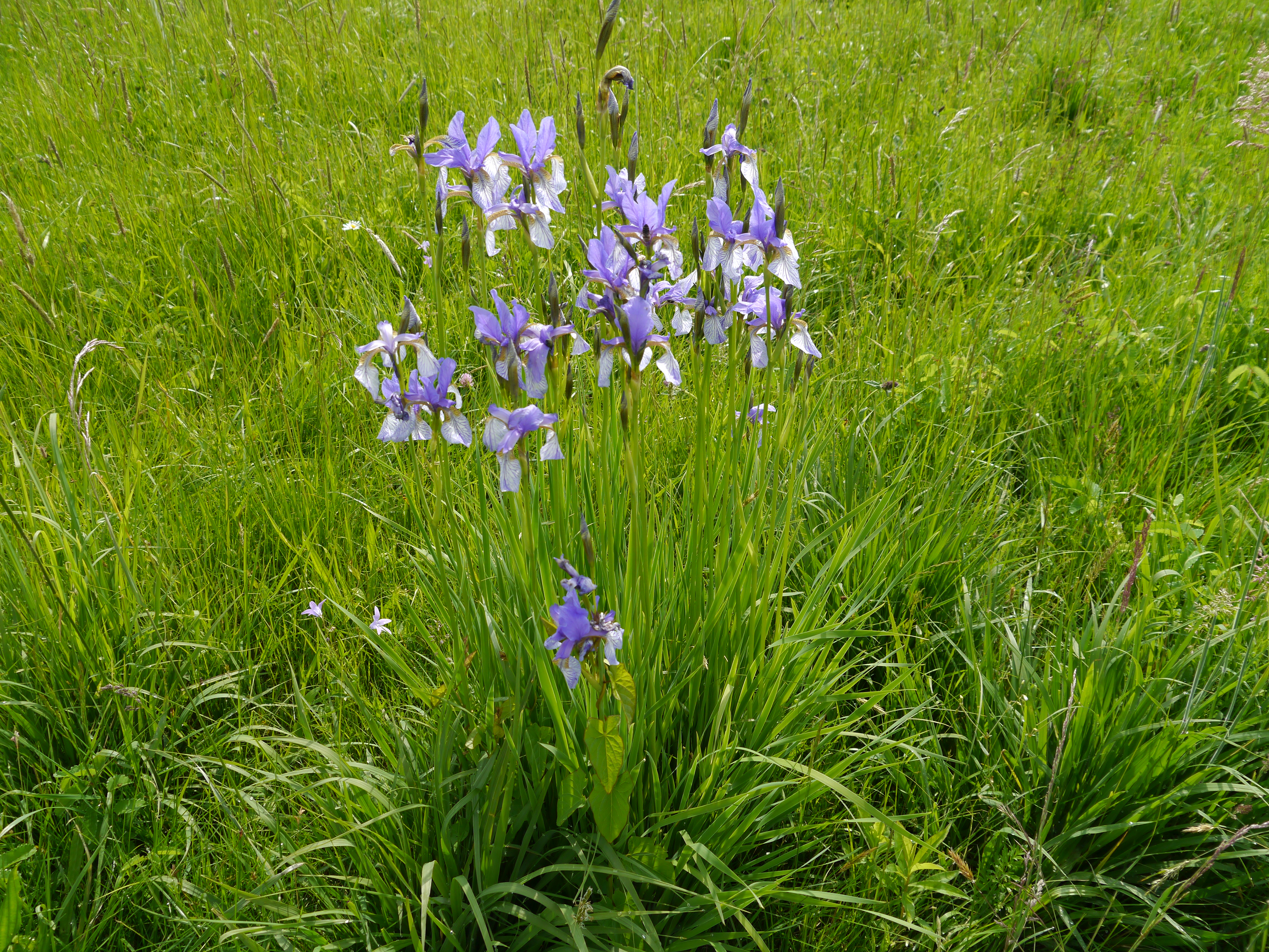 31052013105623 831 art 326 iris sibirica1