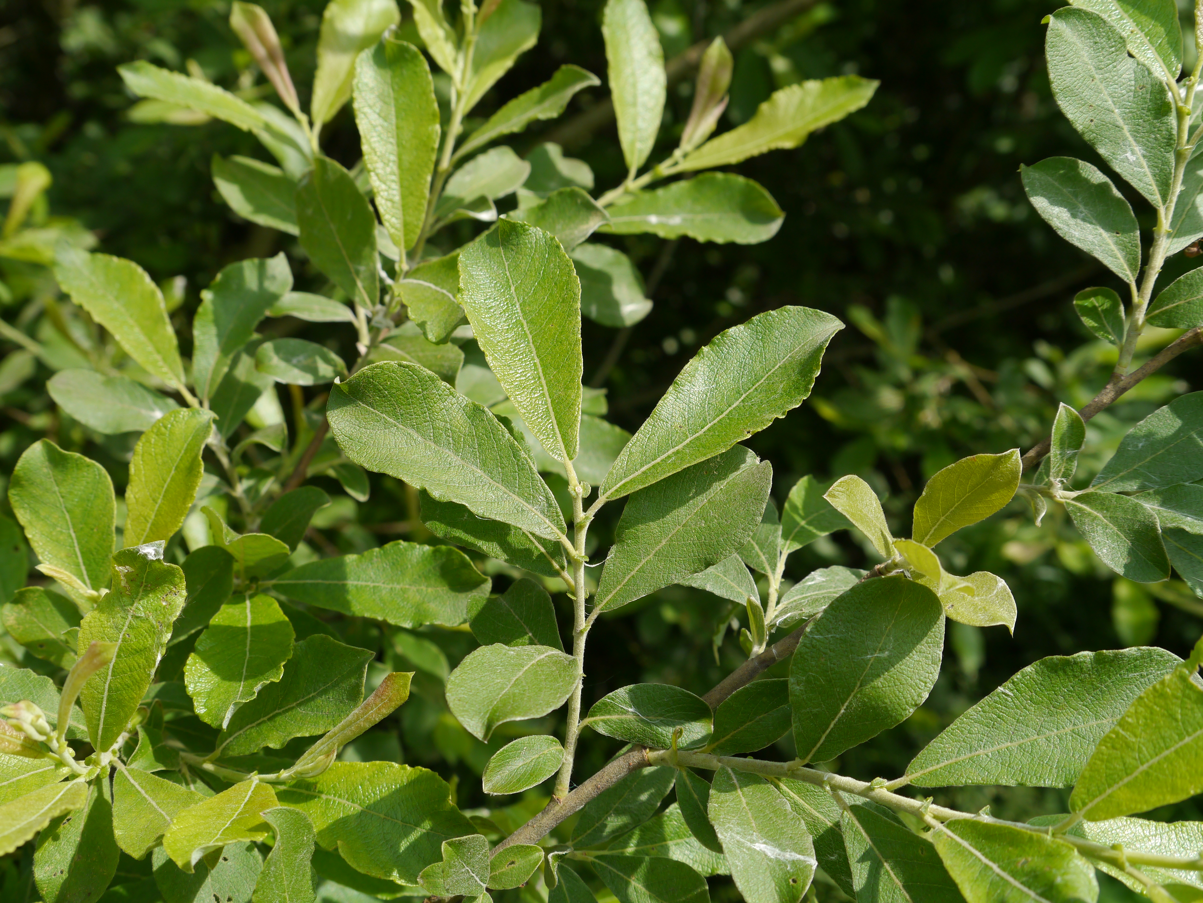 31052013110618 832 art 297 salix cinerea3