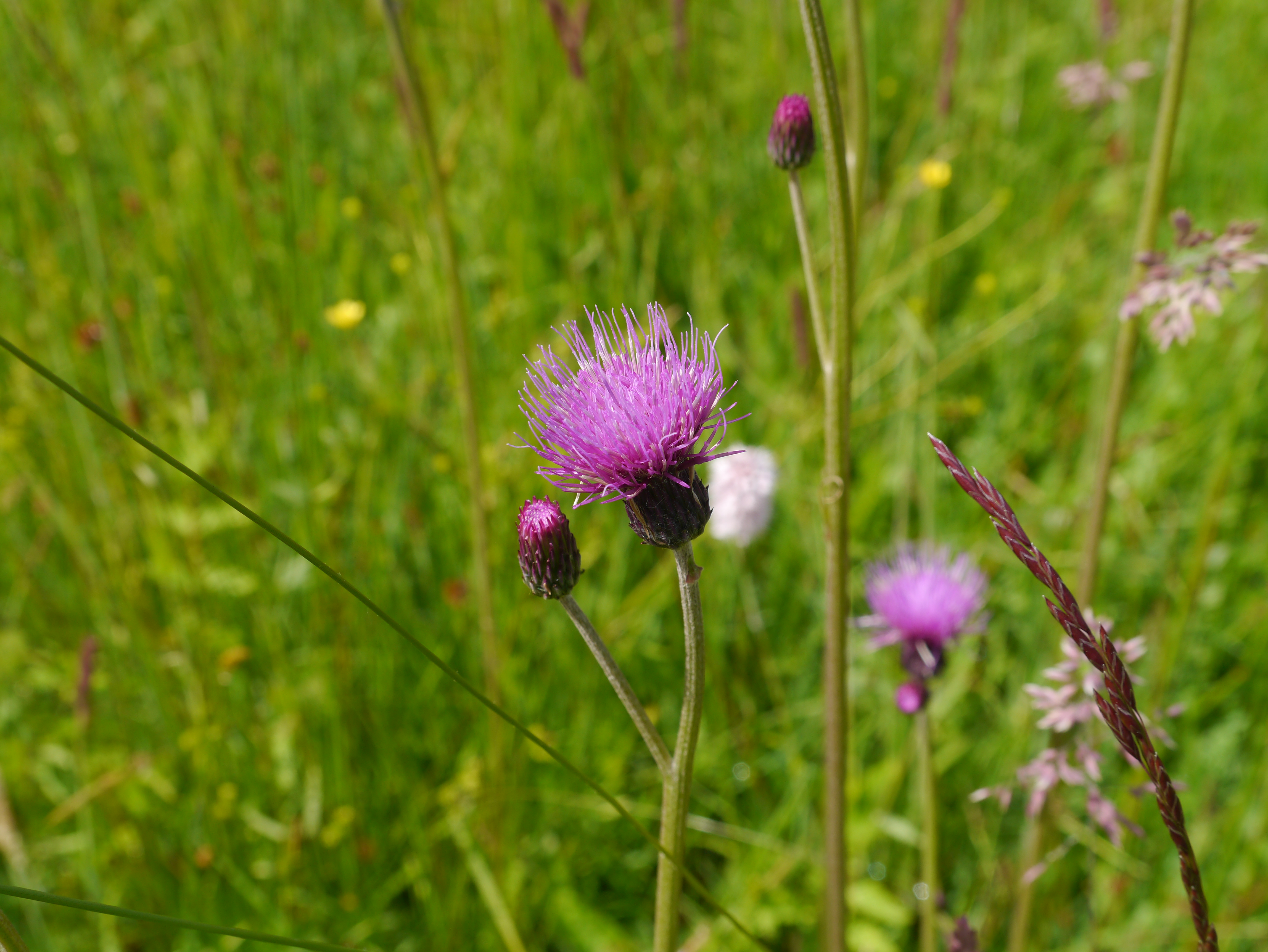 31052013111143 833 art 328 cirsium civulare10