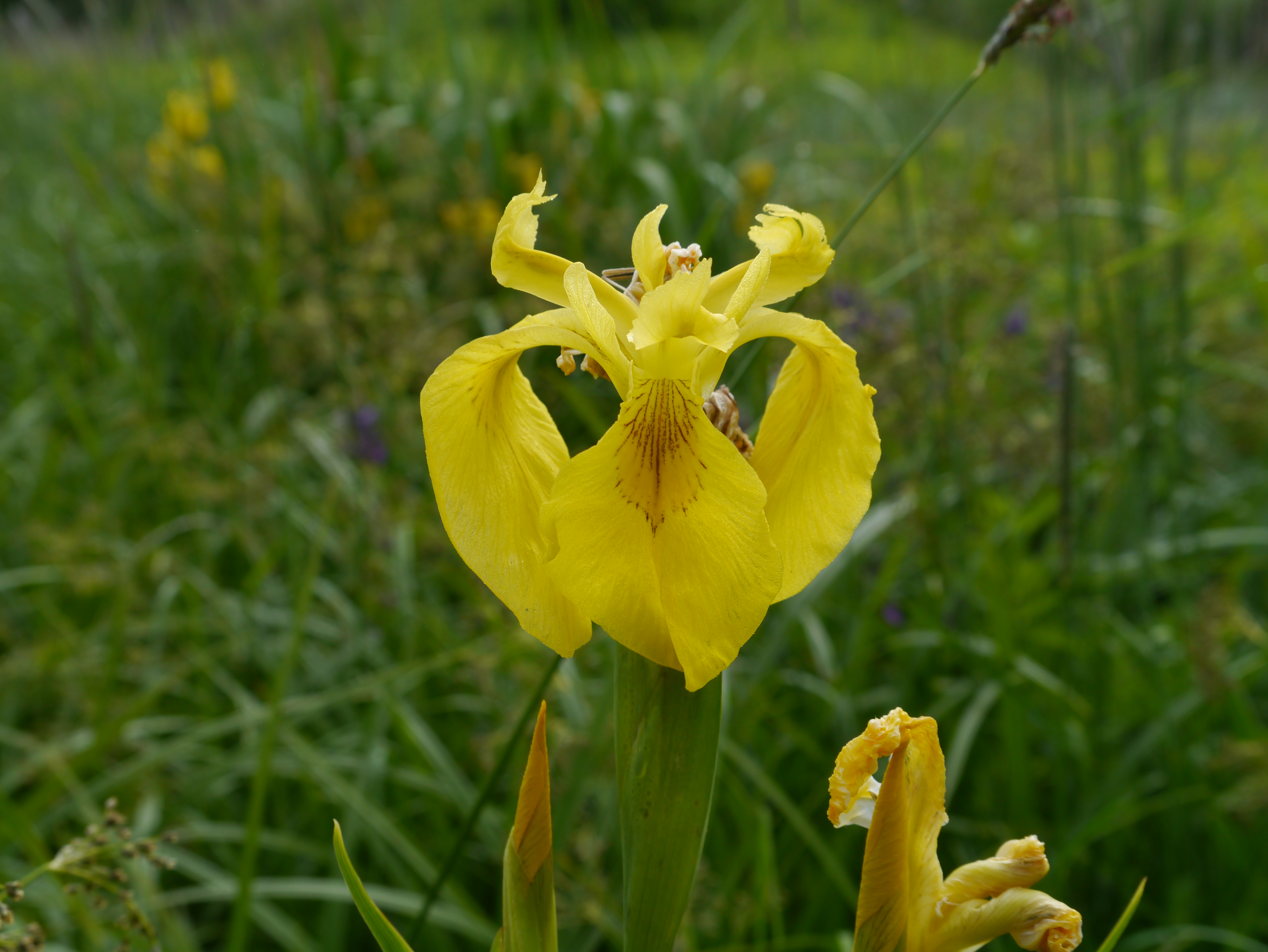 31052013111836 834 art 206 iris pseudacorus3