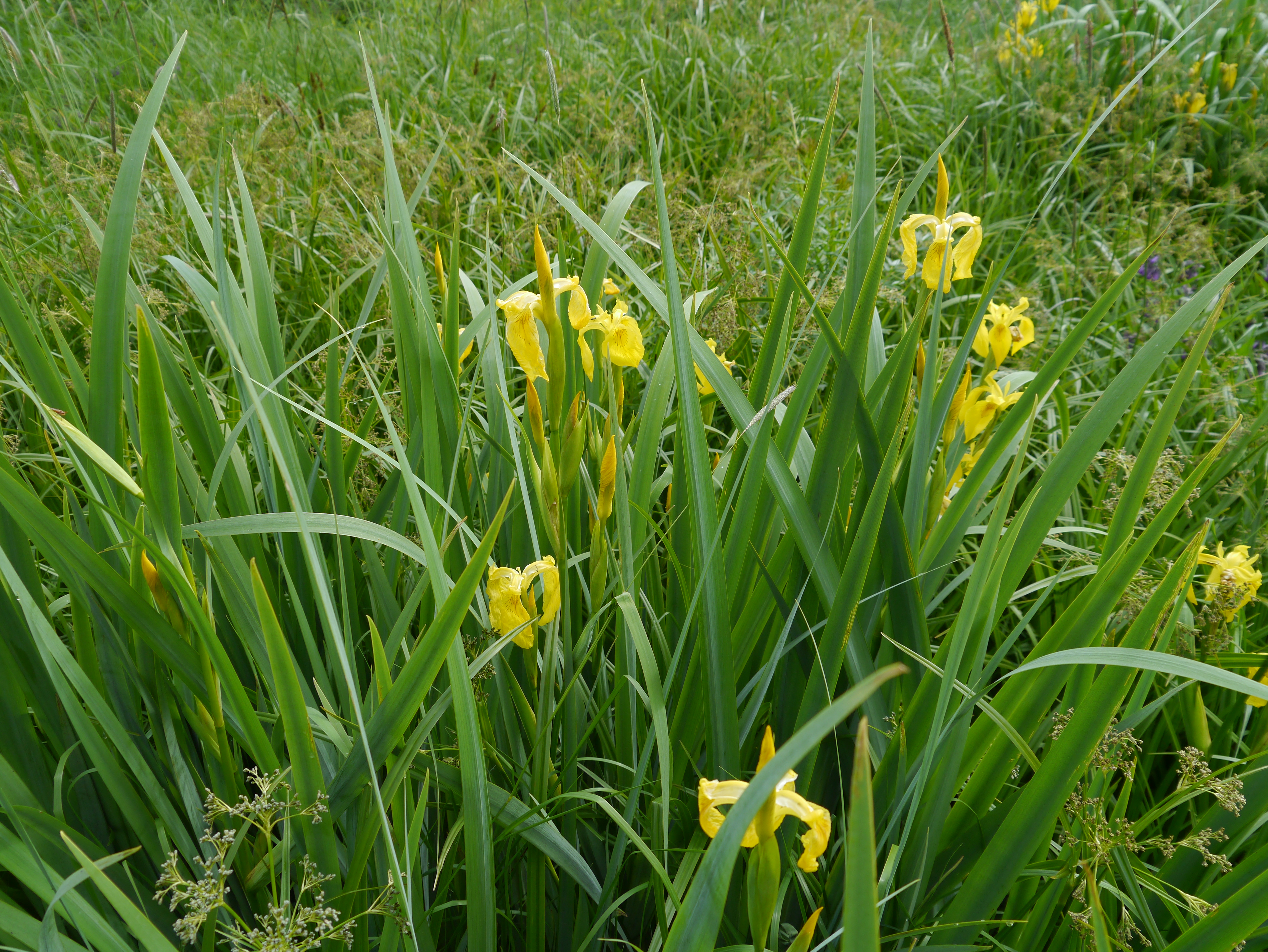 31052013112123 835 art 206 iris pseudacorus1