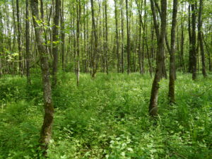 31052013113203 836 lebensraum 1110 schwarzerlenbruch lafnitz worth6