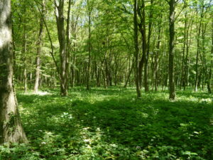 31052013113635 837 lebensraum 1111 harte au5