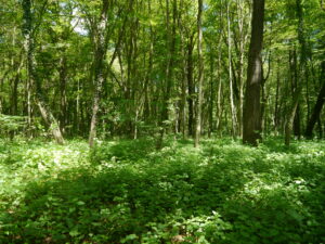 31052013113908 838 lebensraum 1111 harte au3