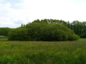 31052013114353 839 lebensraum 1118 aschweidengebusch1