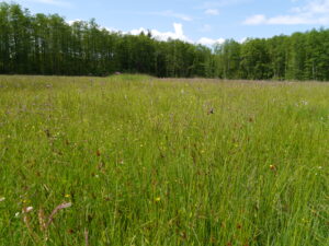 31052013114924 841 lebensraum 1120 pfeifengraswiese2