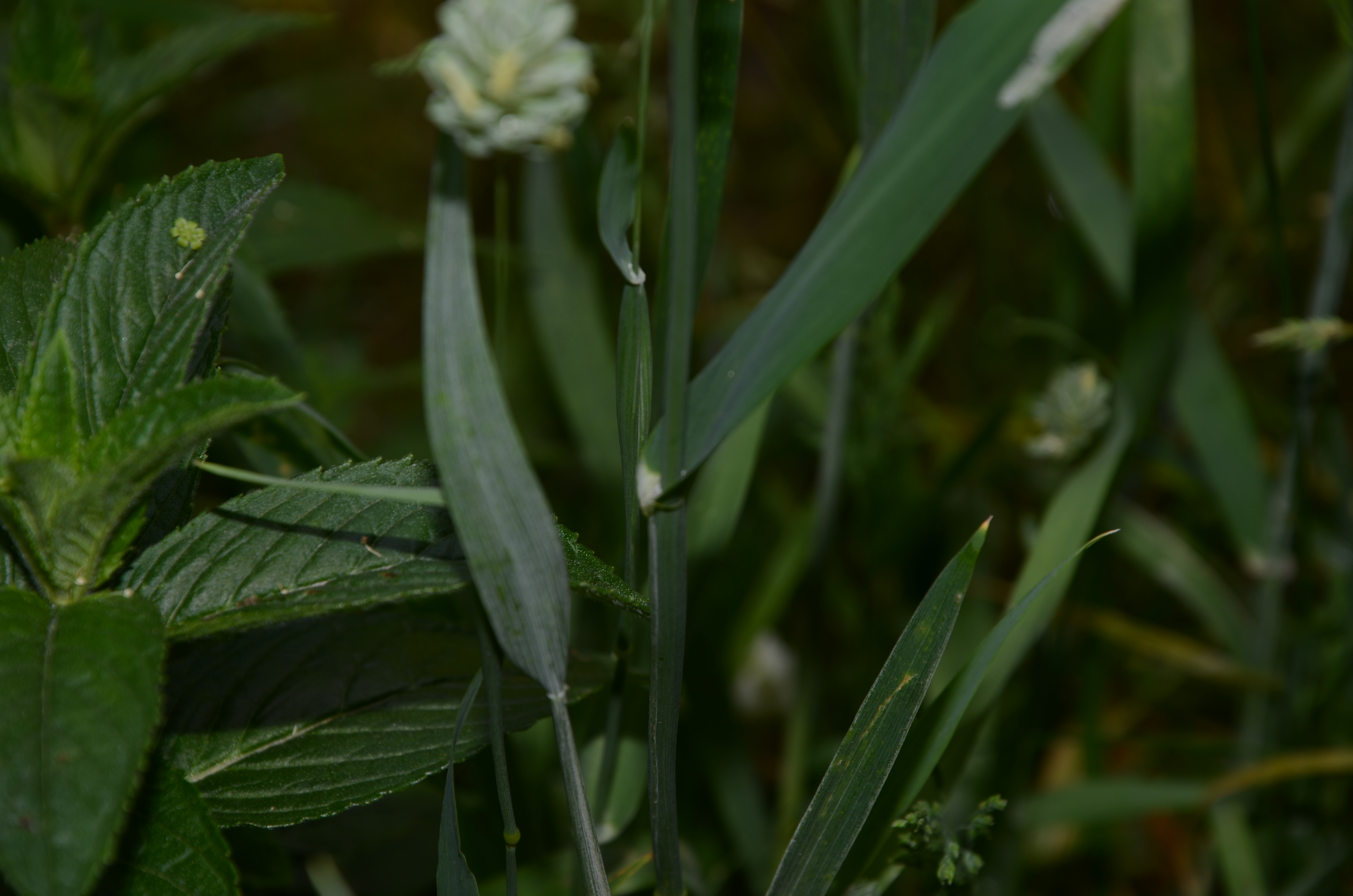 31052014103226 2474 art 1527 dsc 4713