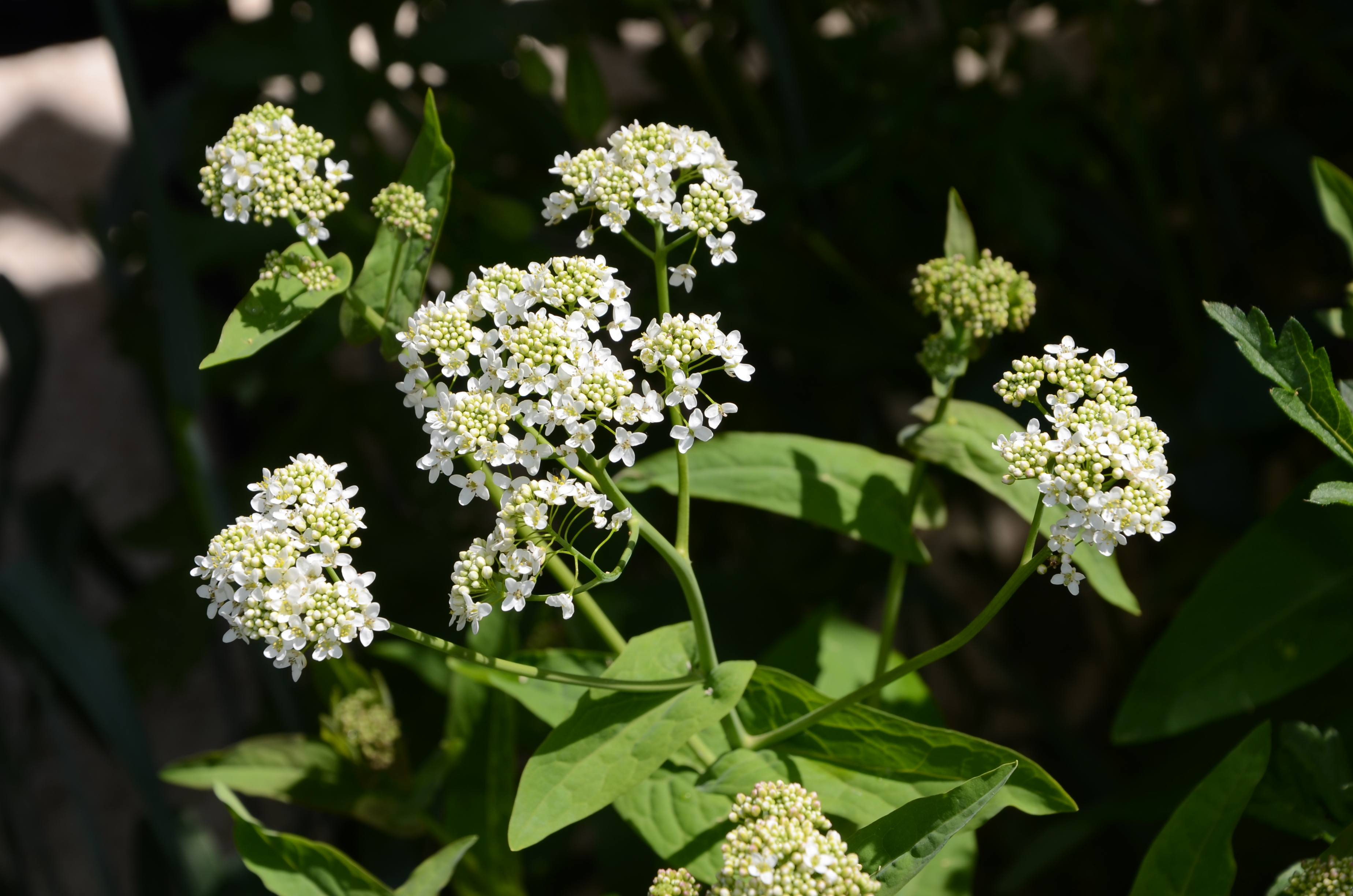 31052014132618 2477 art 1529 dsc 4729