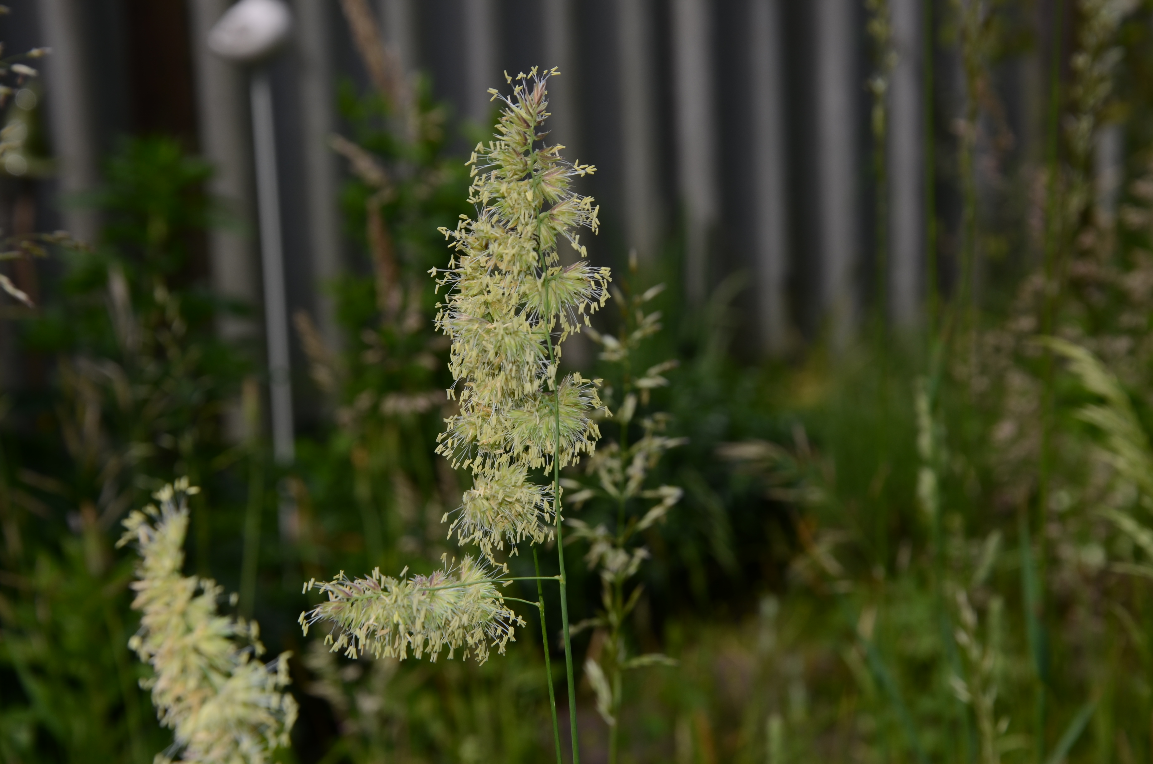 31052014133701 2478 art 493 dsc 4722