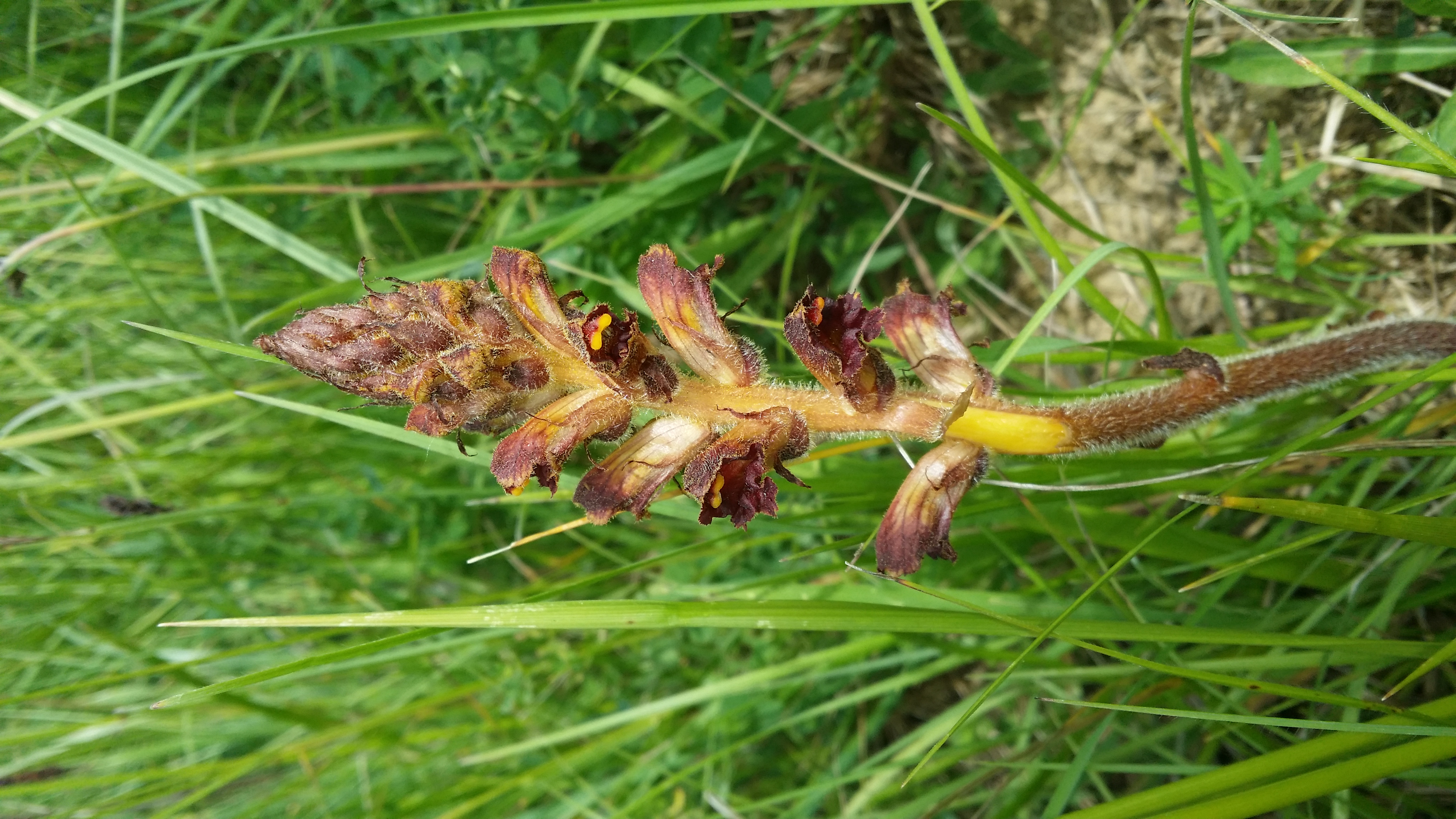 31052016003123 2820 art 1517 20160523 103102