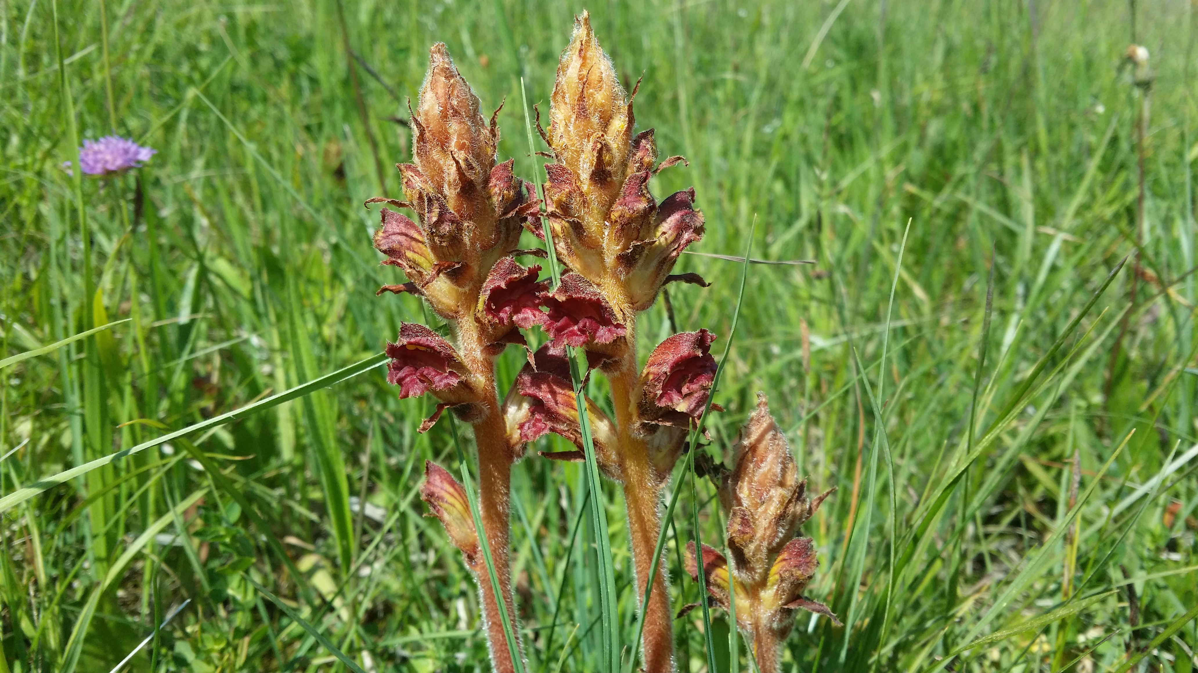 31052016003357 2821 art 1517 20160523 105922