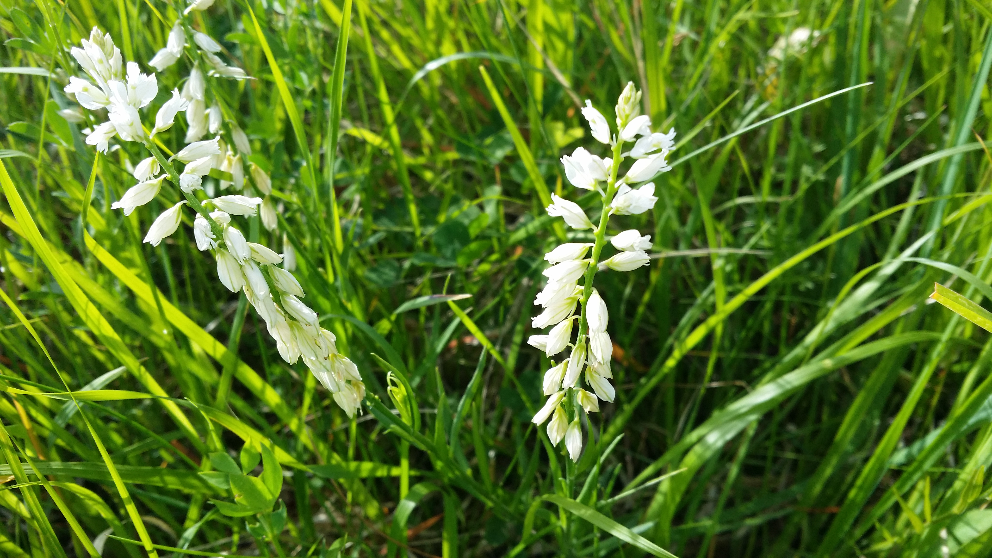 31052016005451 2824 art 561 20160523 095951