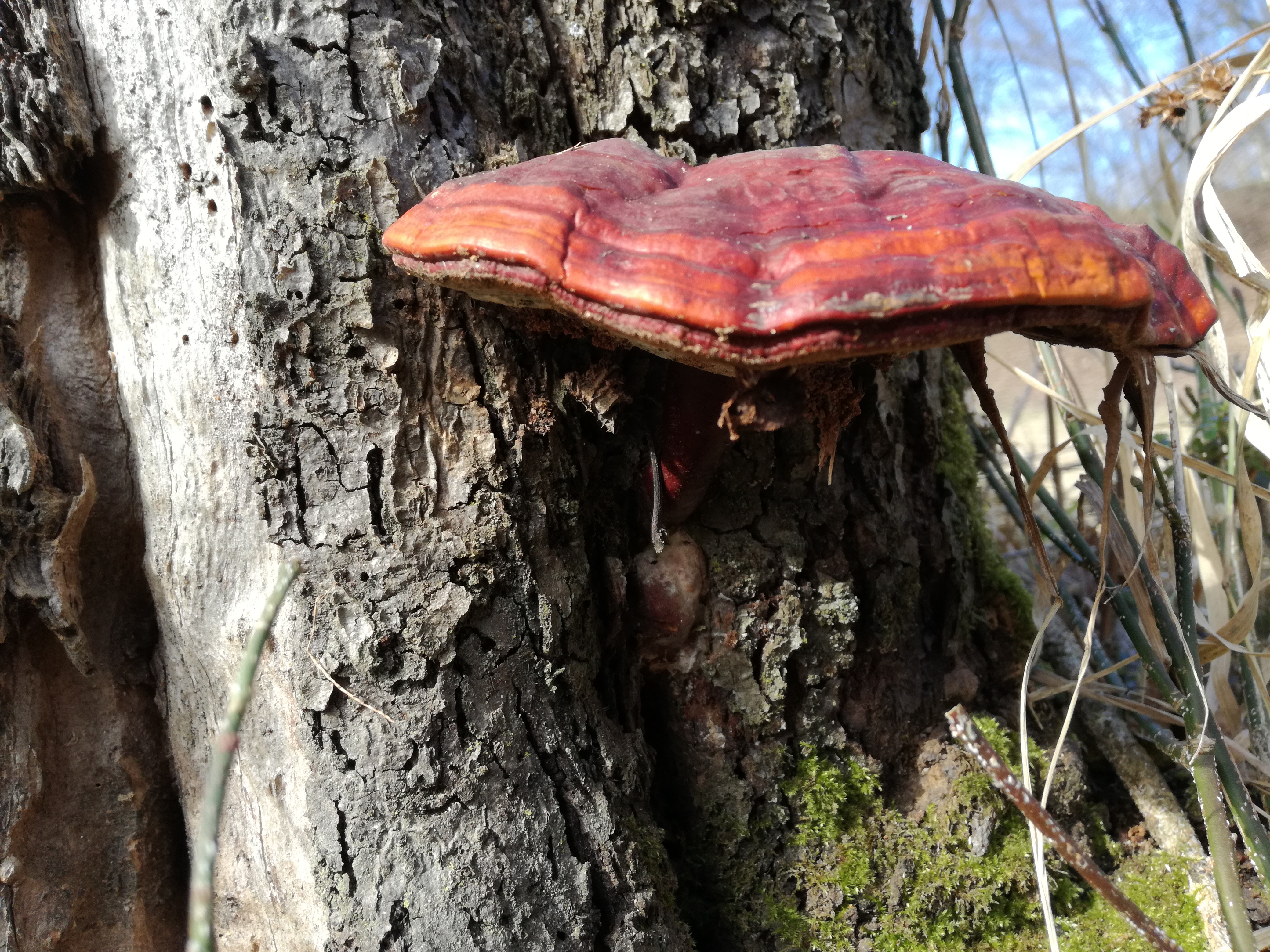 31052017113428 2900 art 1789 img 20170220 111232