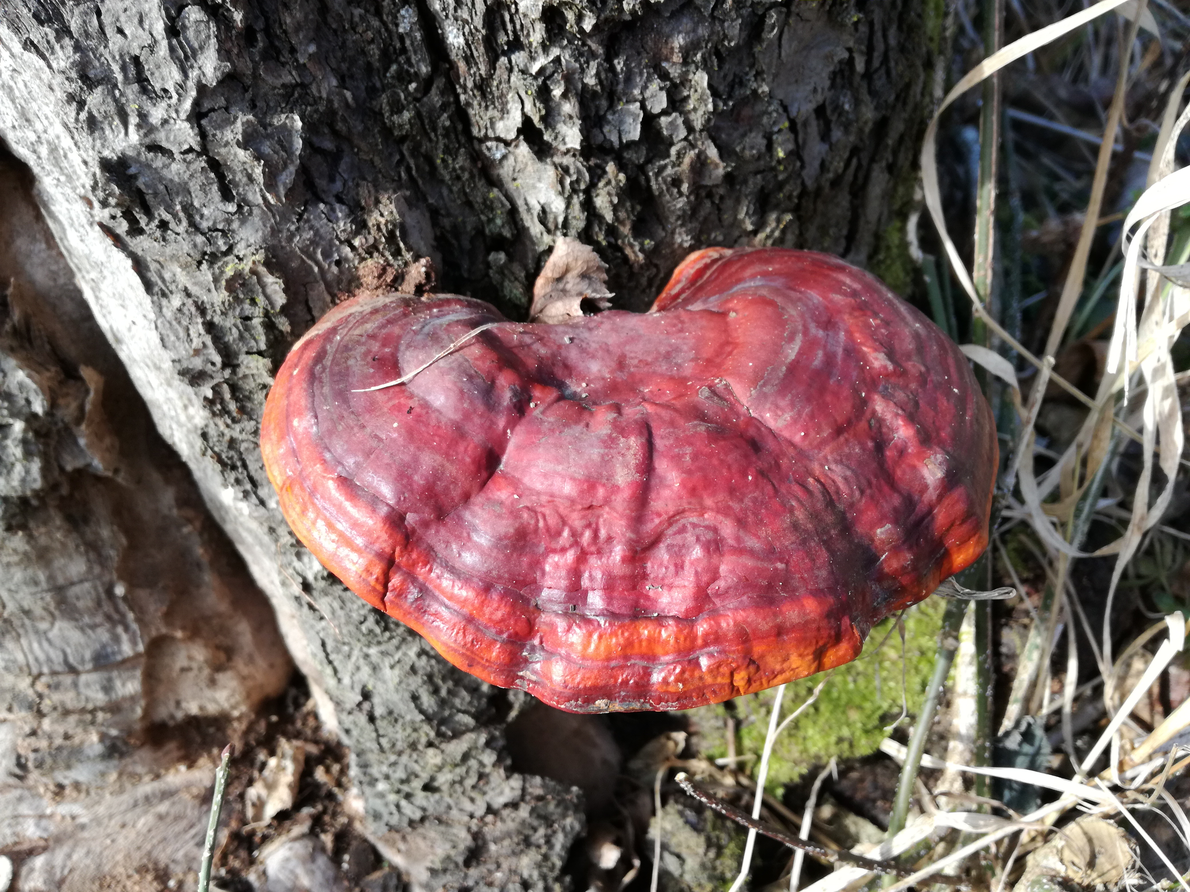 31052017113726 2901 art 1789 img 20170220 111238