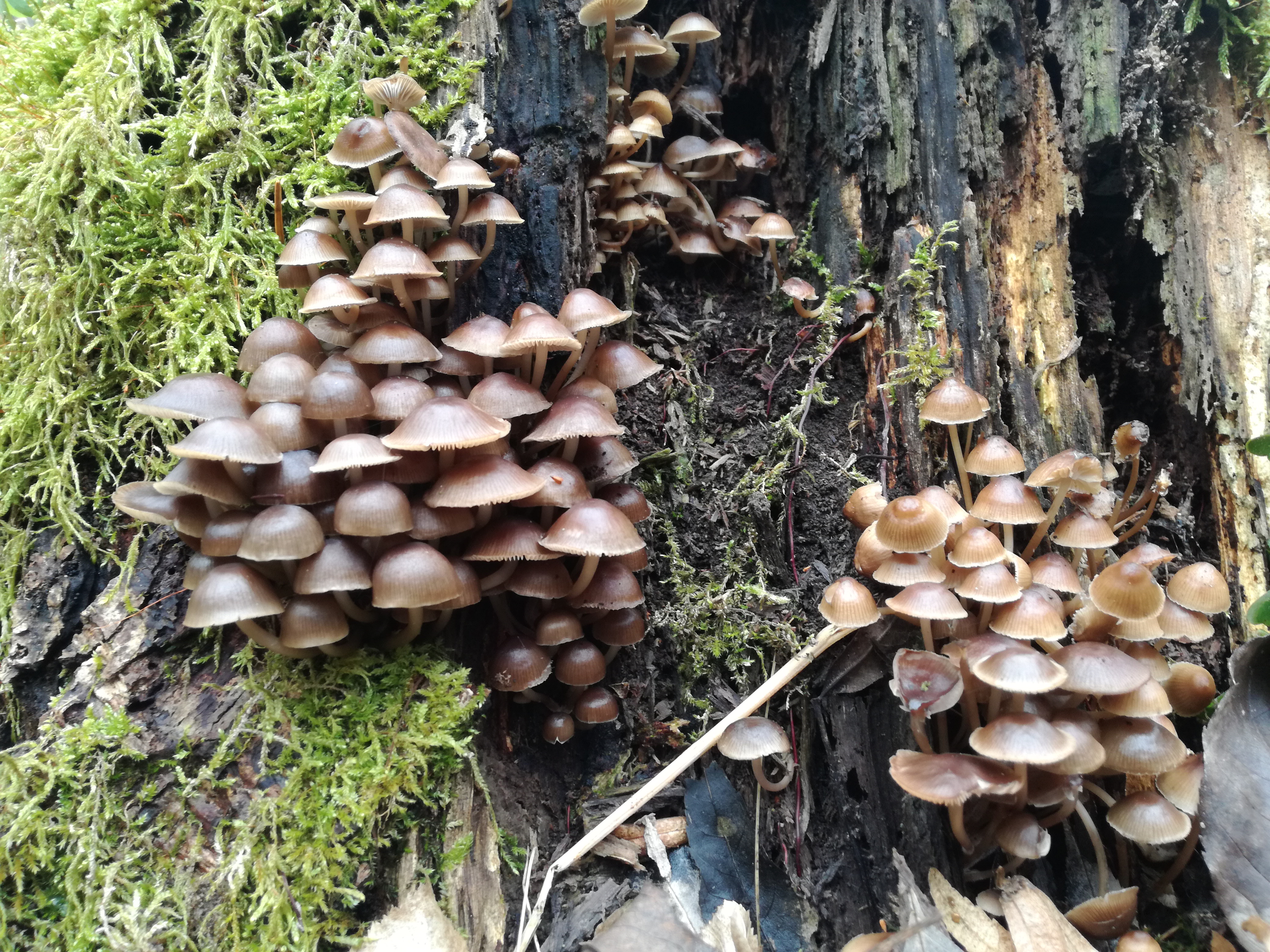 31052017114745 2902 art 1790 img 20170223 112030