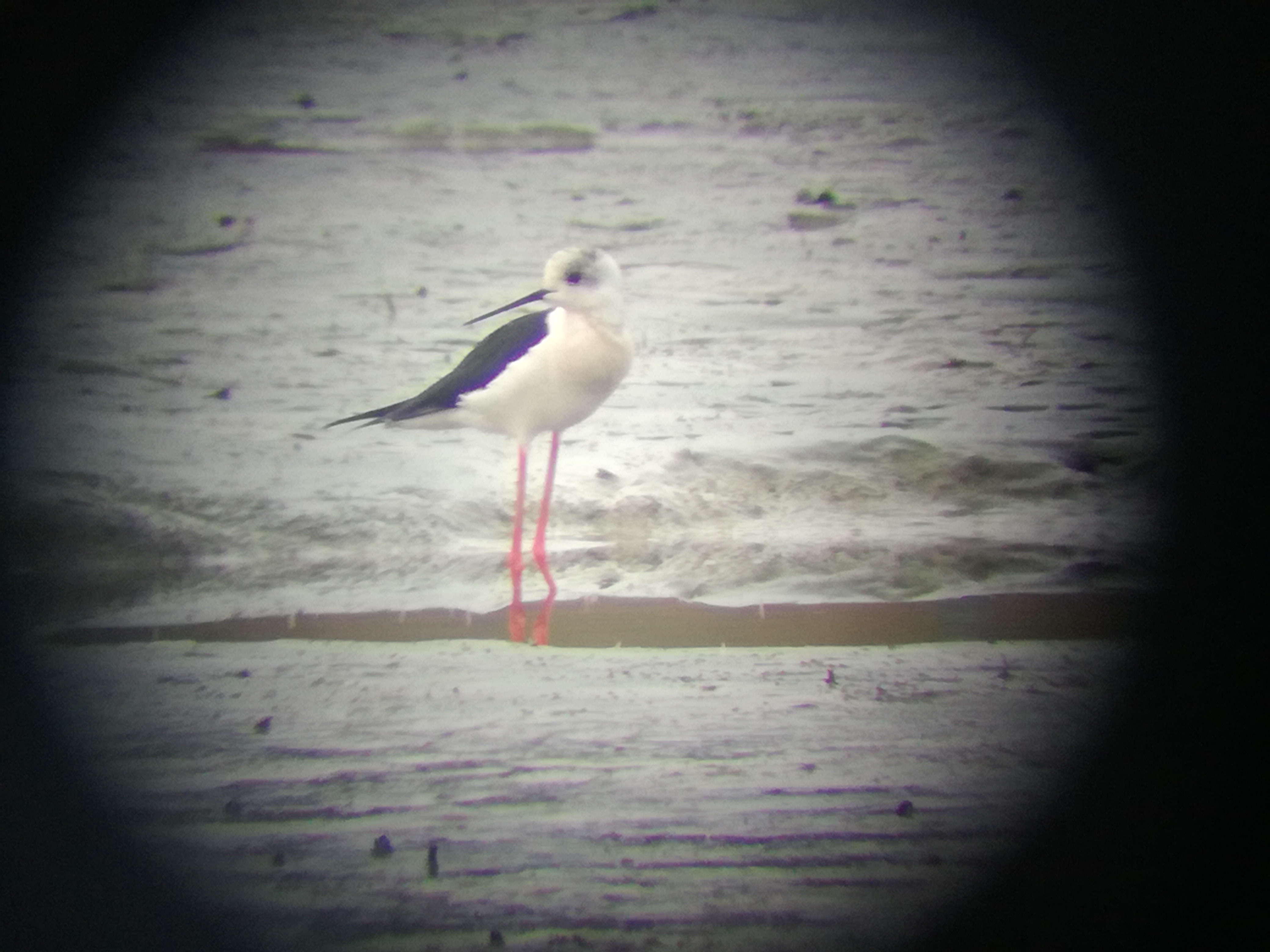 31052017120237 2903 art 1791 img 20170320 070916