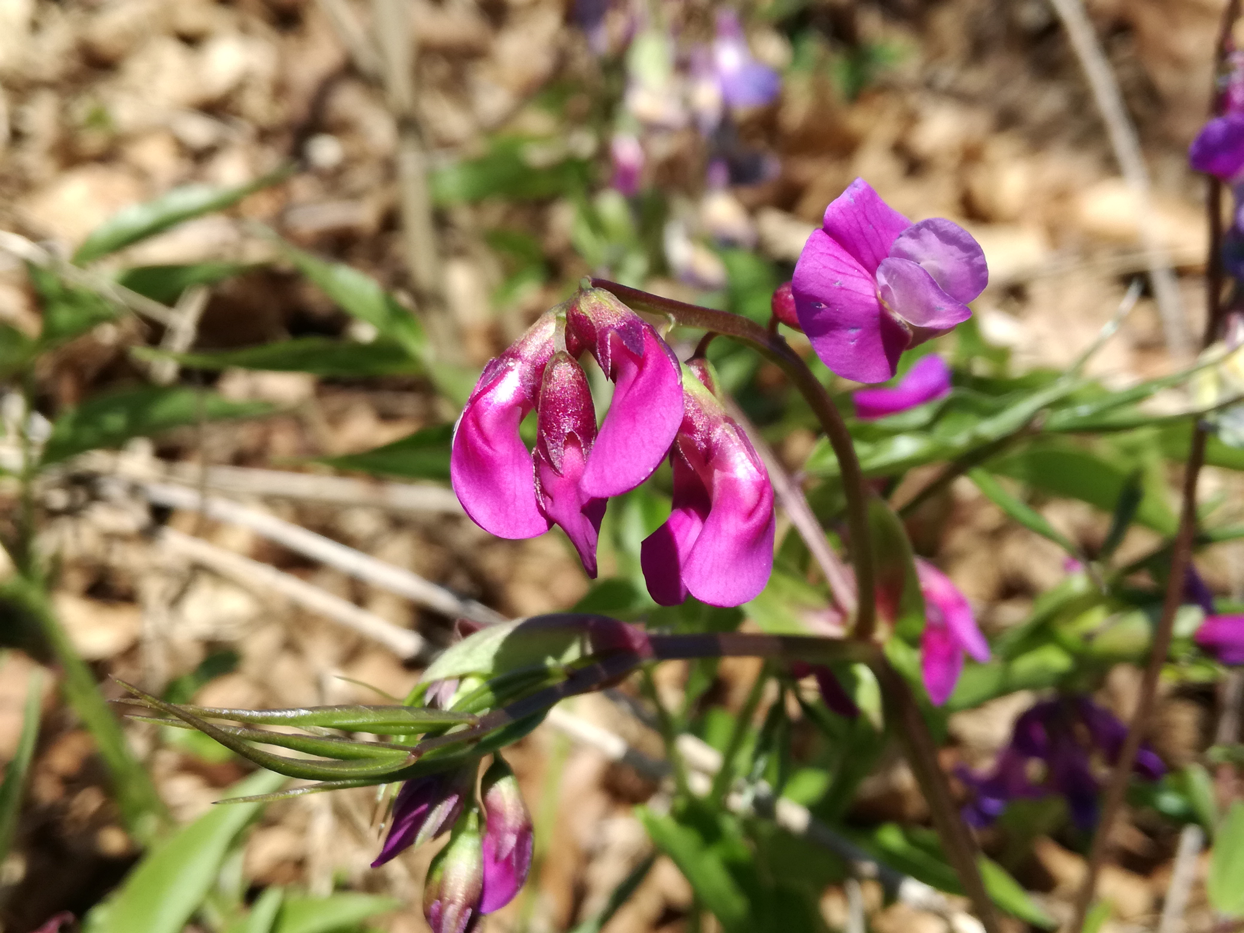 31052017121352 2904 art 1792 img 20170328 124600