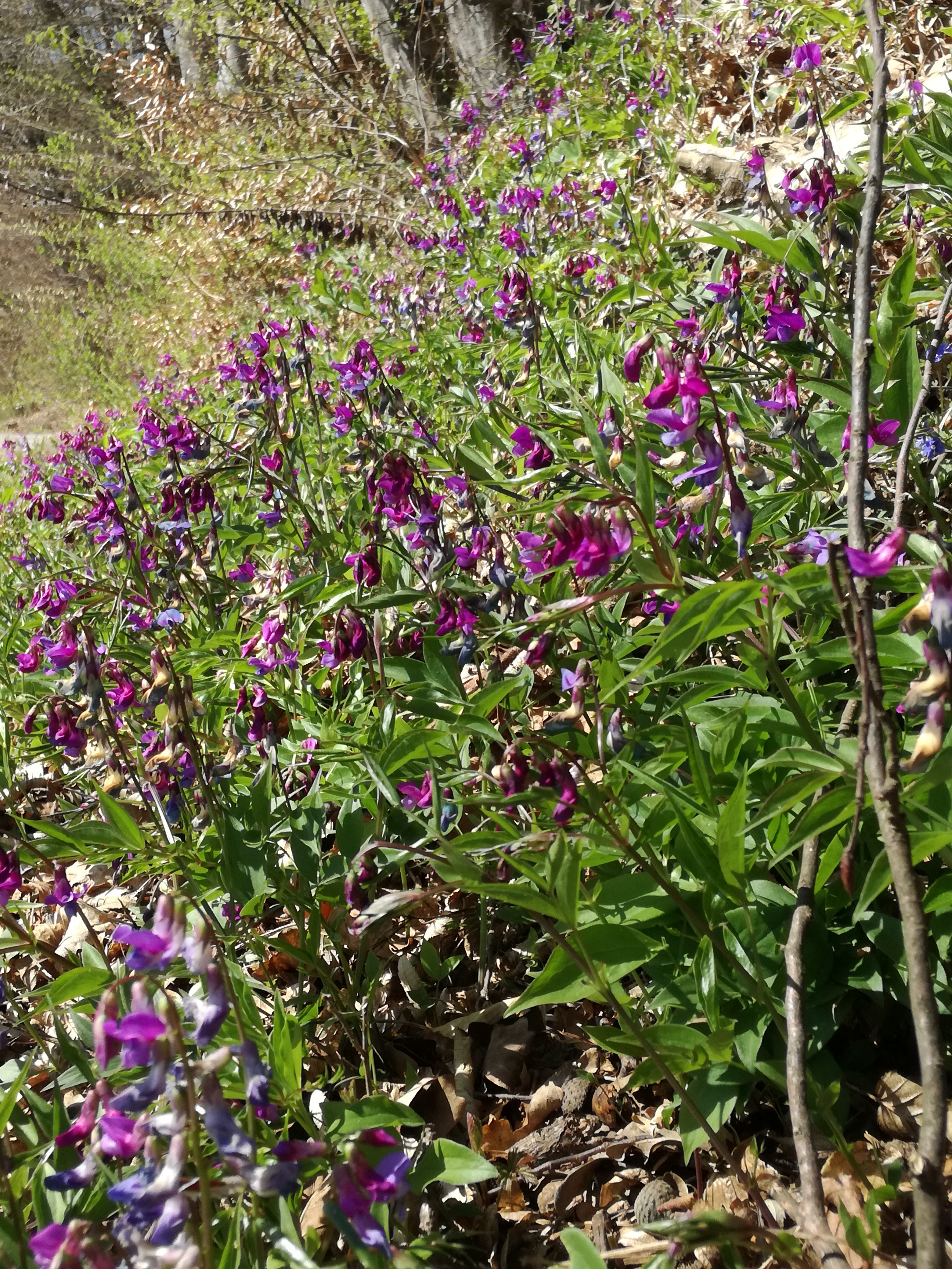 31052017121631 2905 art 1792 img 20170328 124545