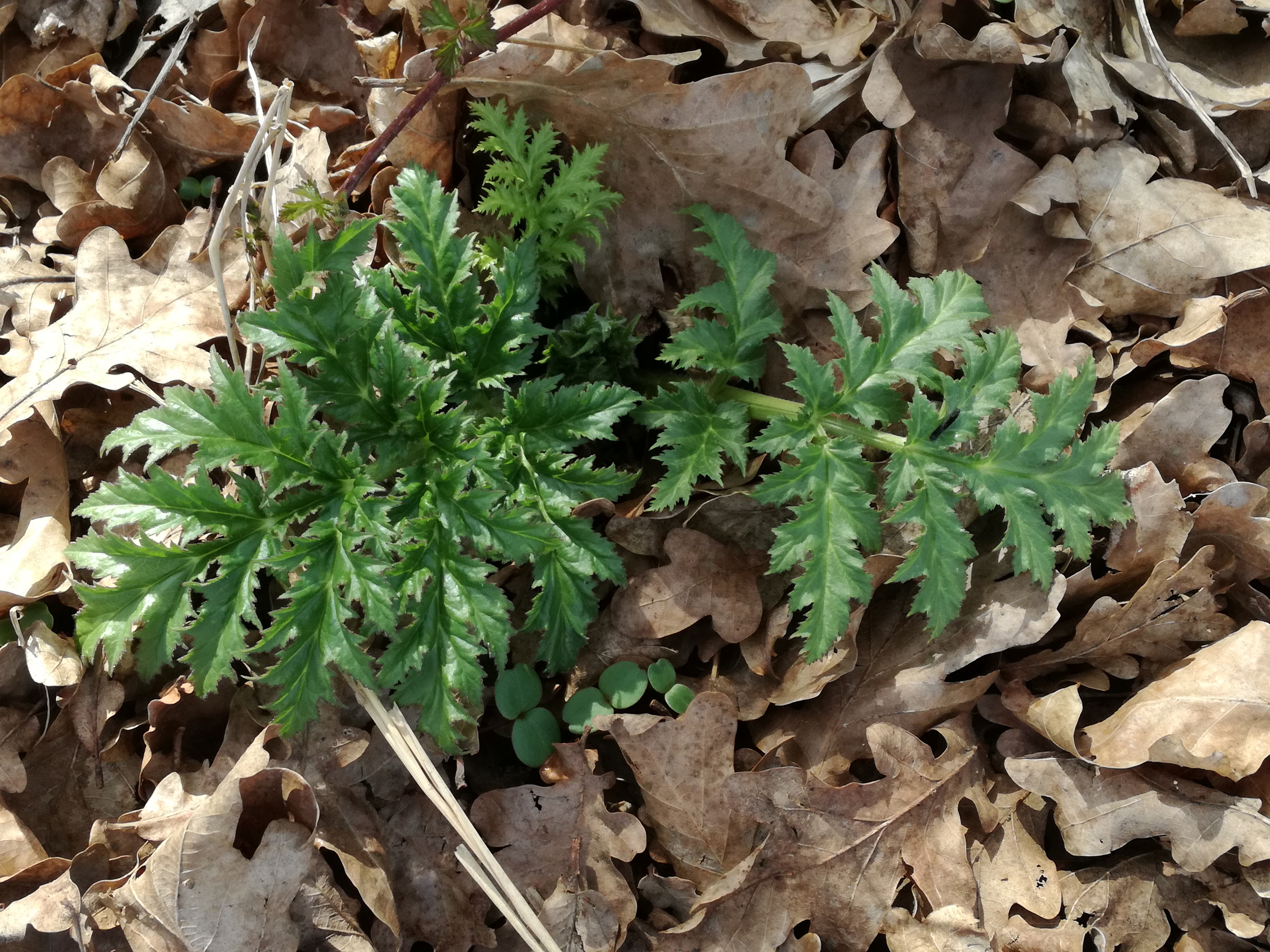 31052017122627 2907 art 1748 img 20170326 100840