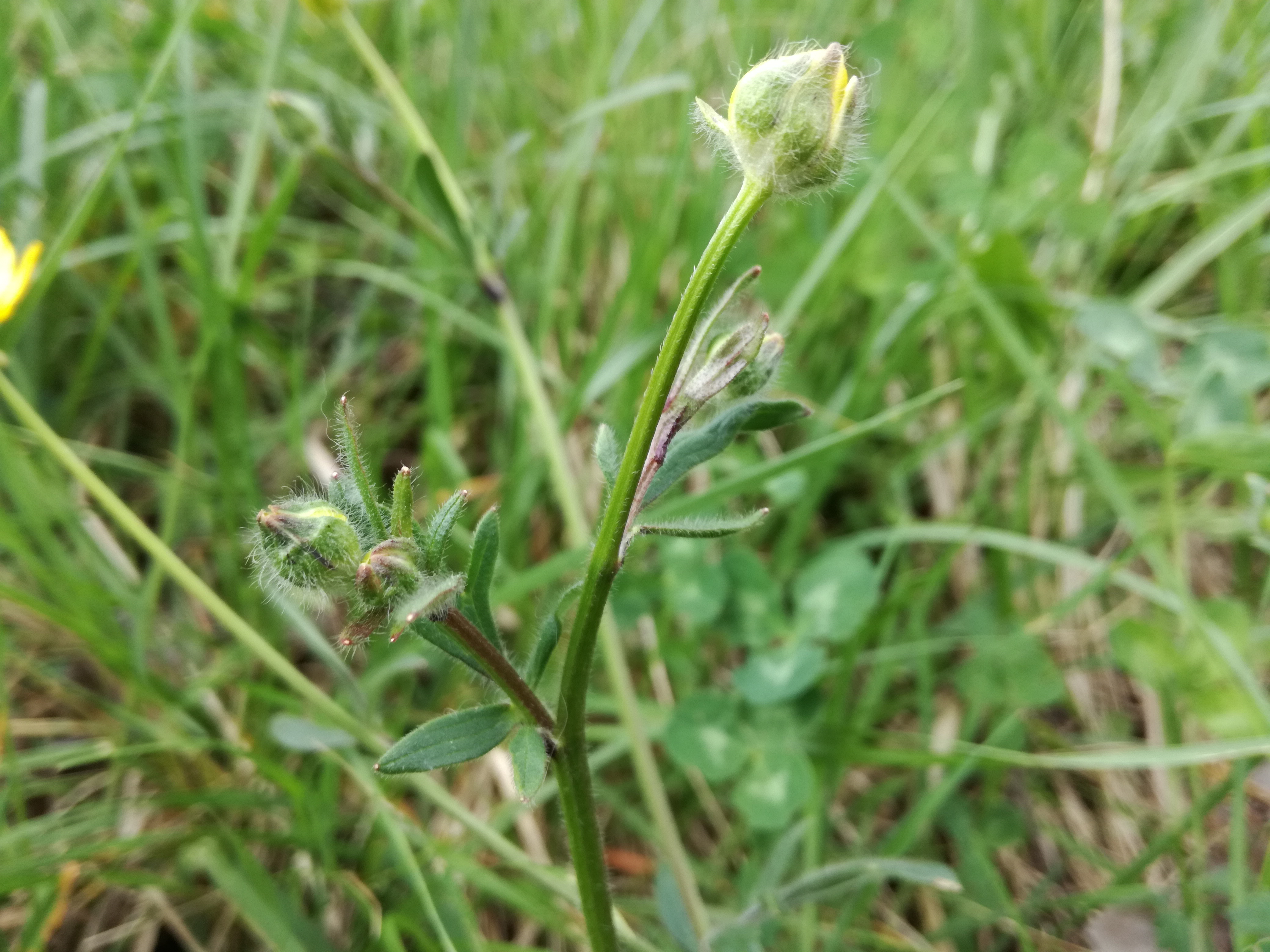 31052017123101 2908 art 557 img 20170406 153011