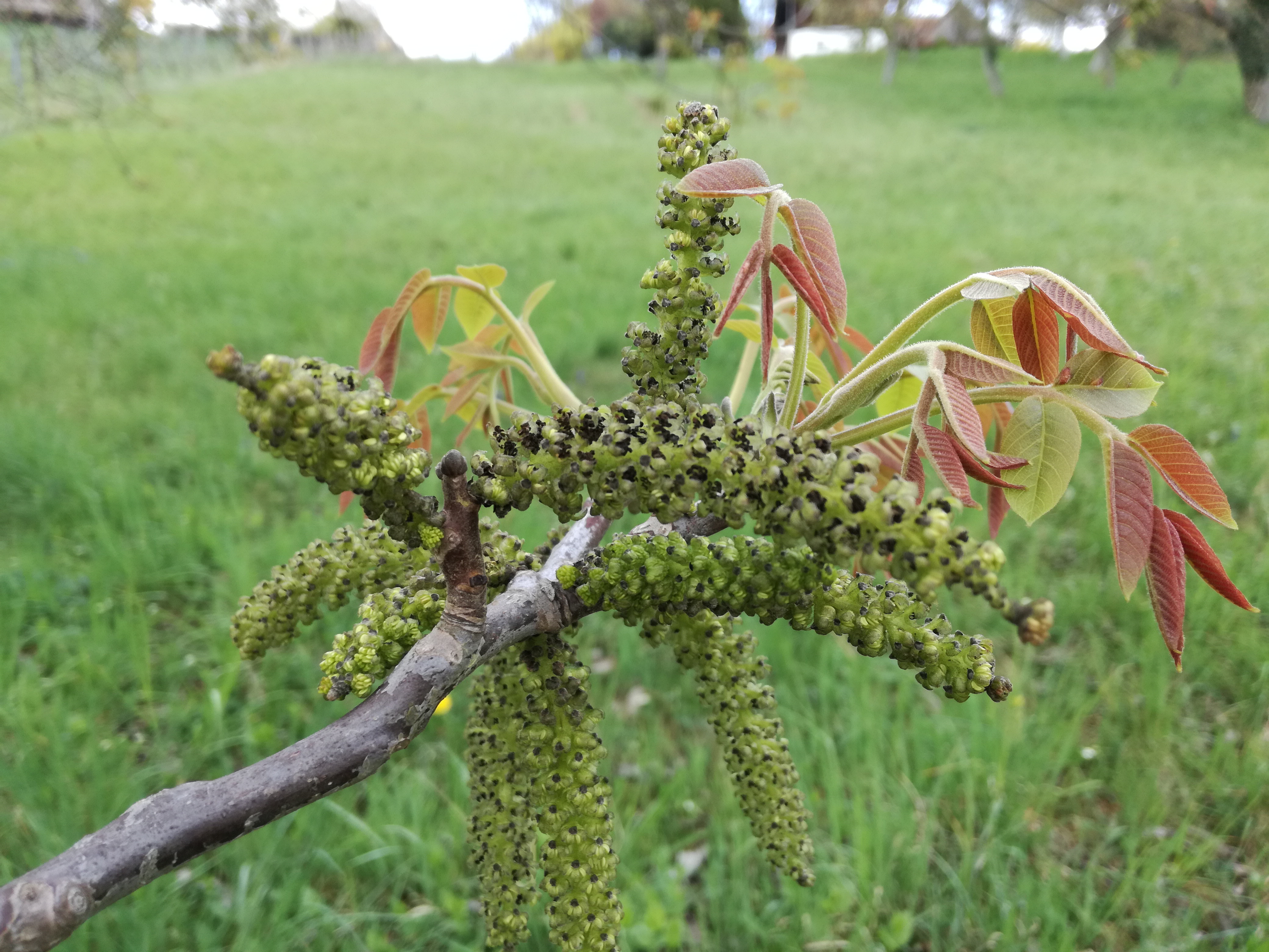 31052017125743 2911 art 1793 img 20170406 151150 1