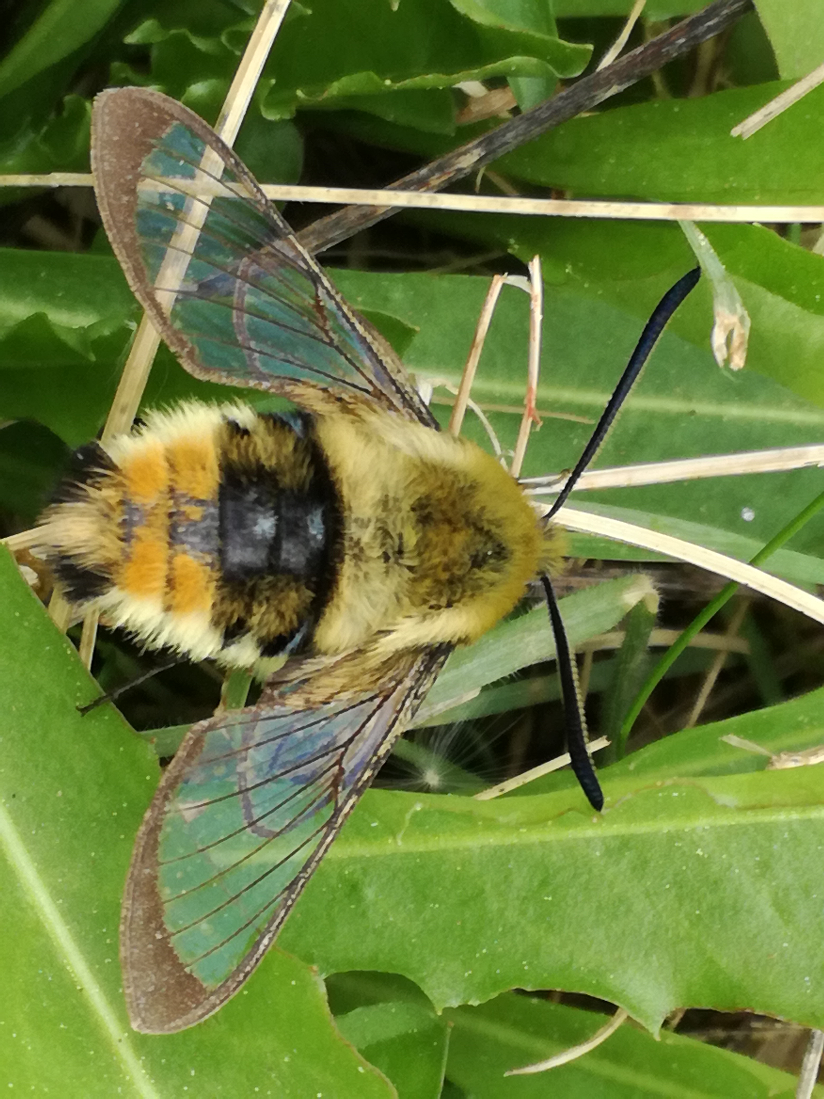 31052017135440 2915 art 1795 img 20170422 112242