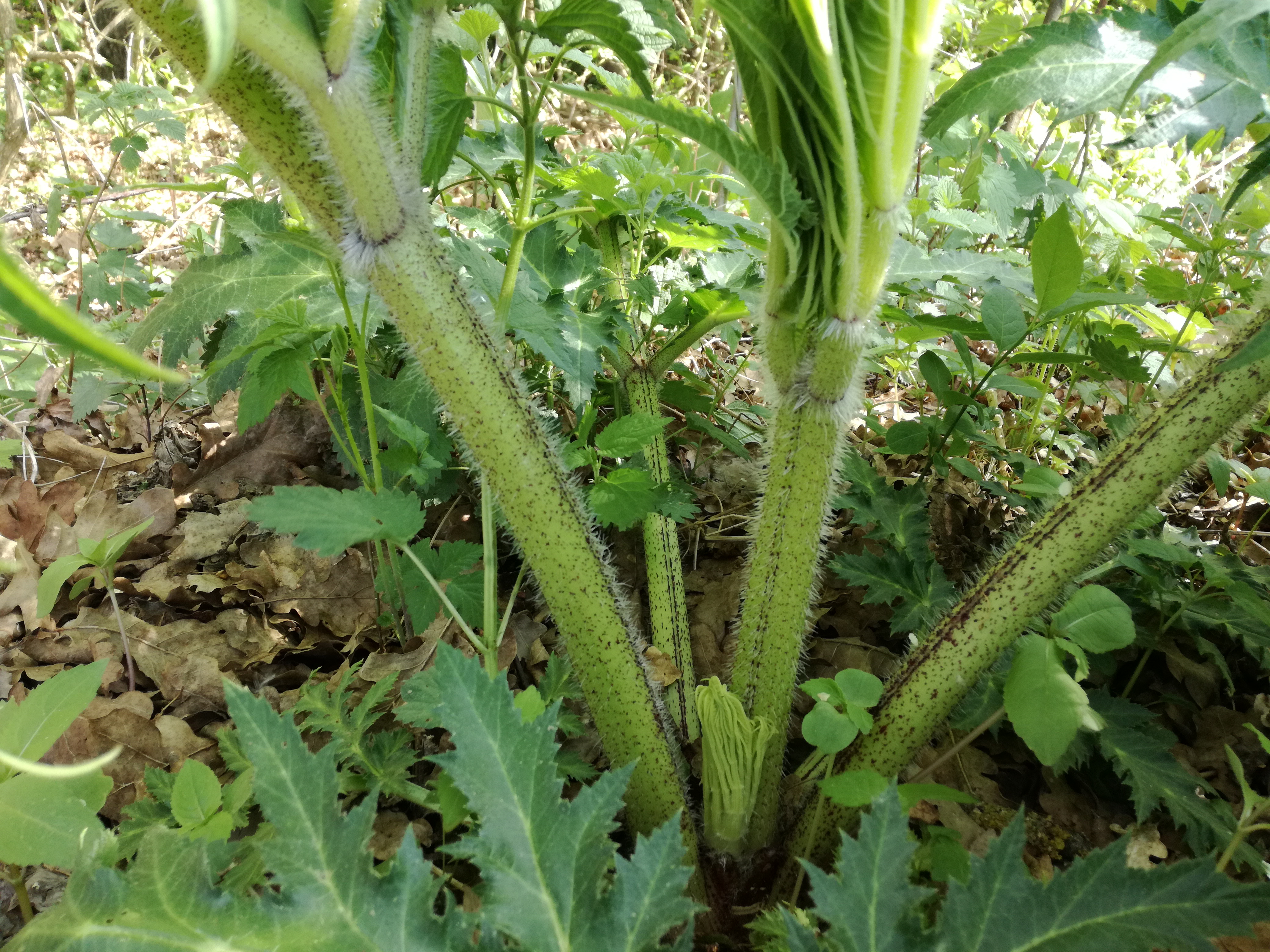 31052017140252 2916 art 1748 img 20170420 154743