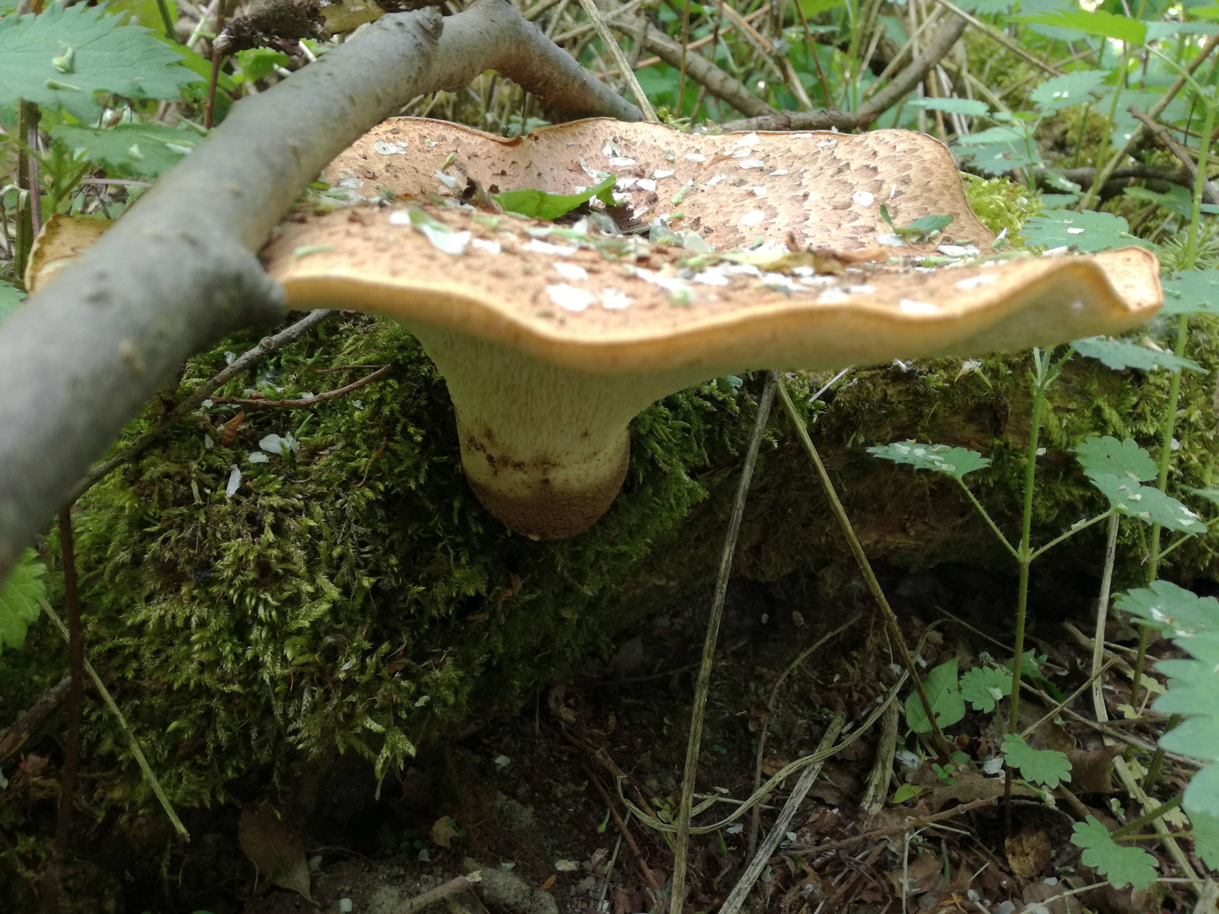 31052017141606 2917 art 1796 img 20170420 162348