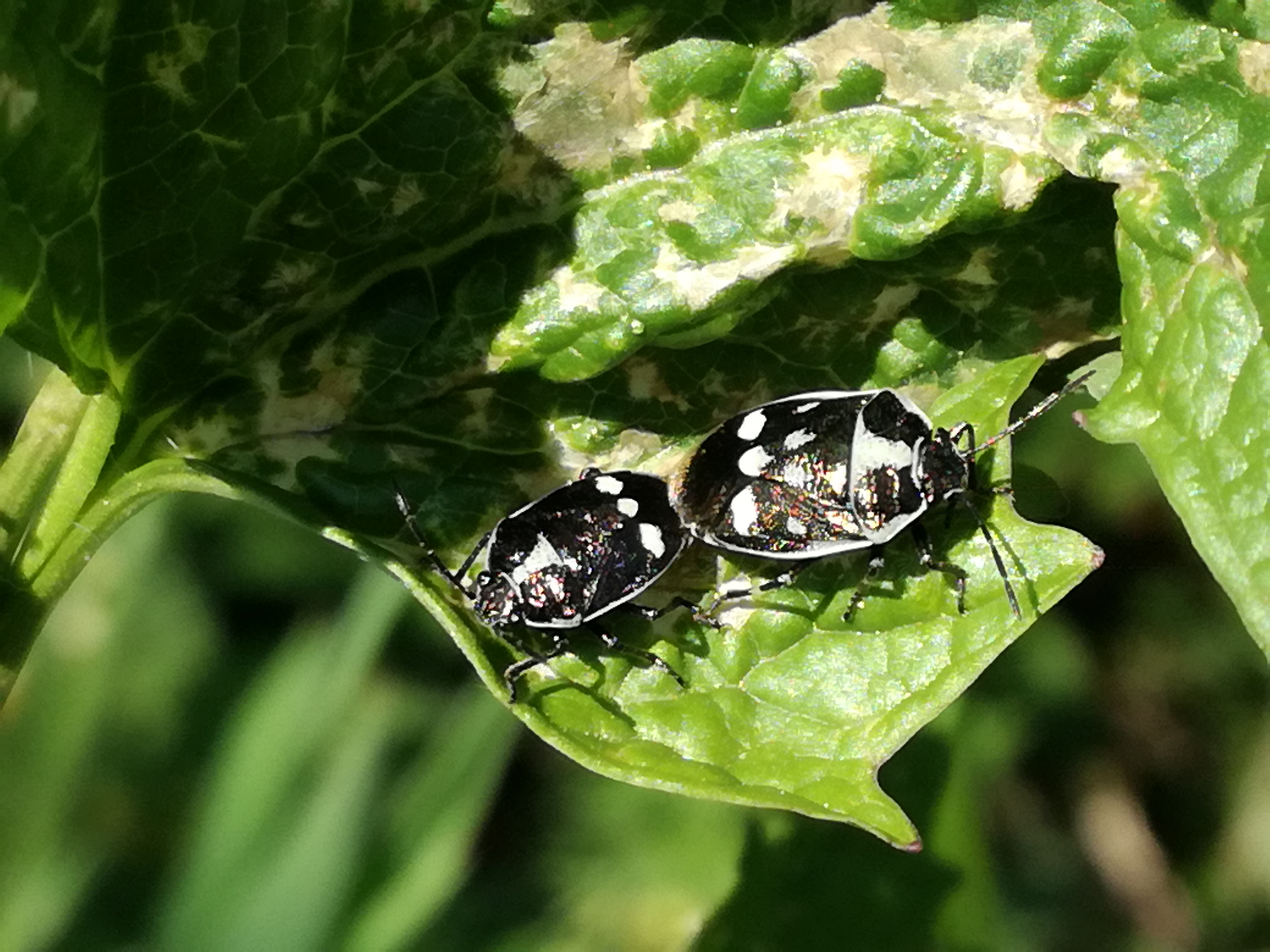 31052017144841 2921 art 1798 img 20170421 143718