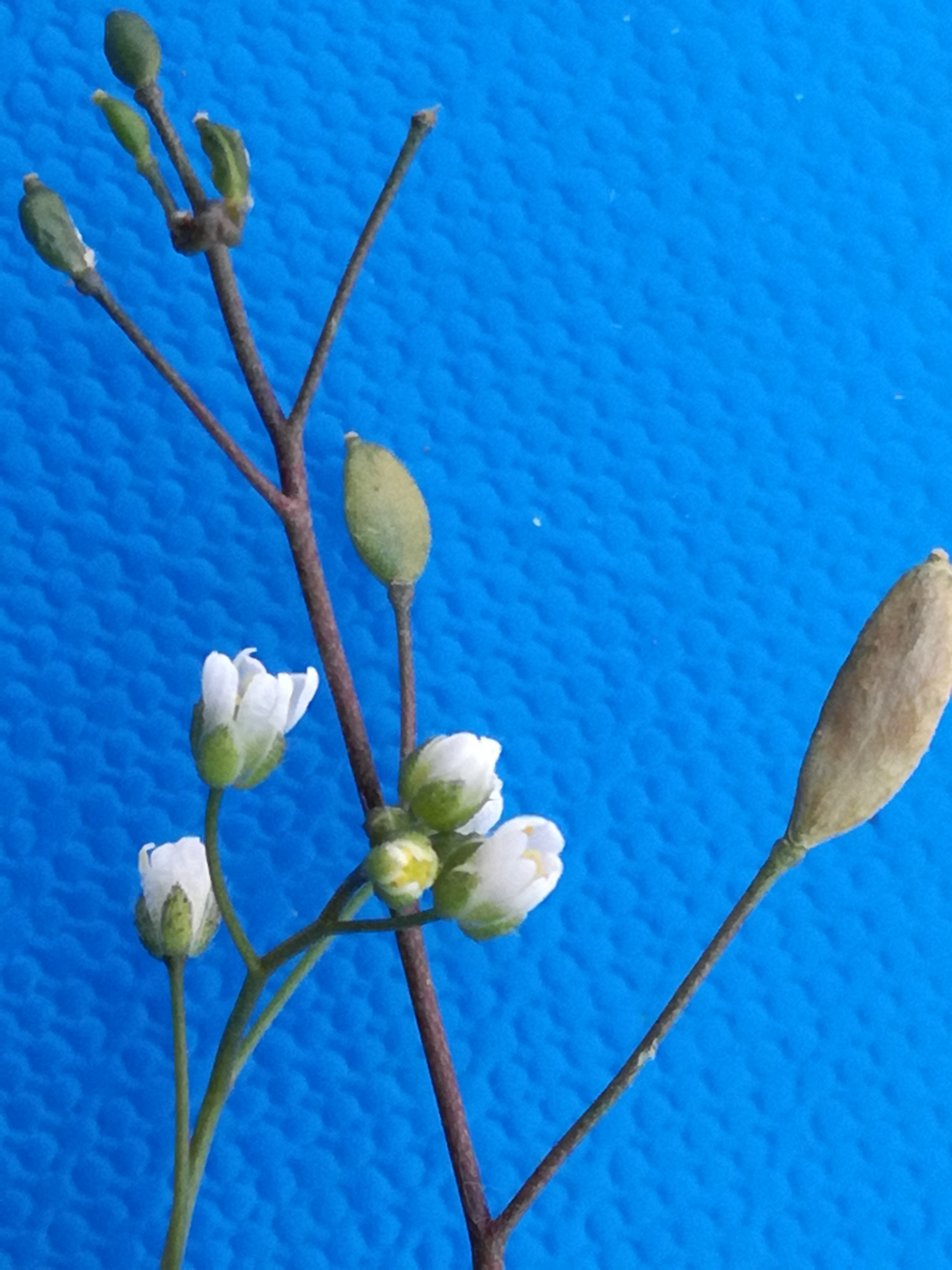 31052017145540 2922 art 1799 img 20170421 171205