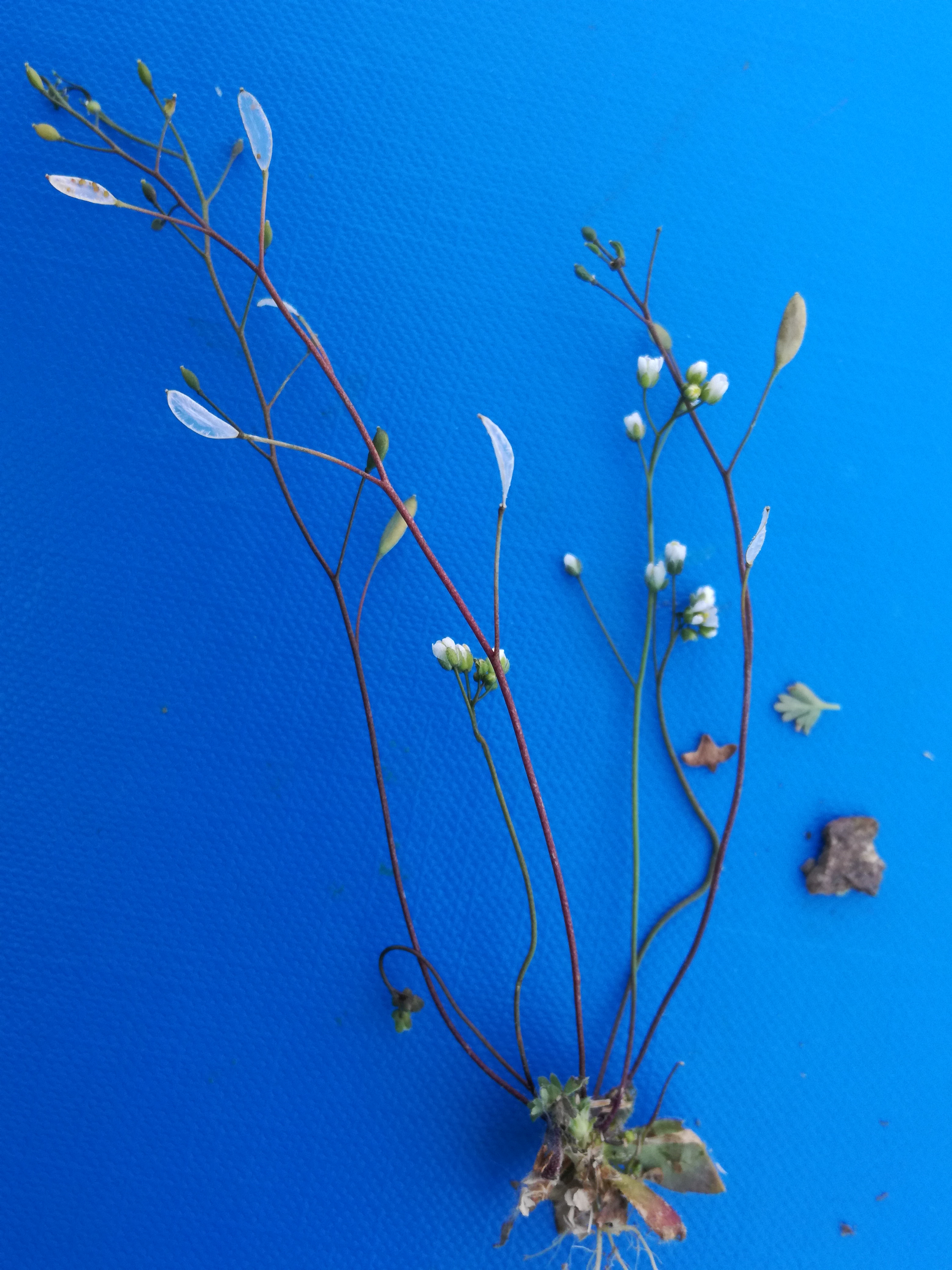 31052017145851 2924 art 1799 img 20170421 171217