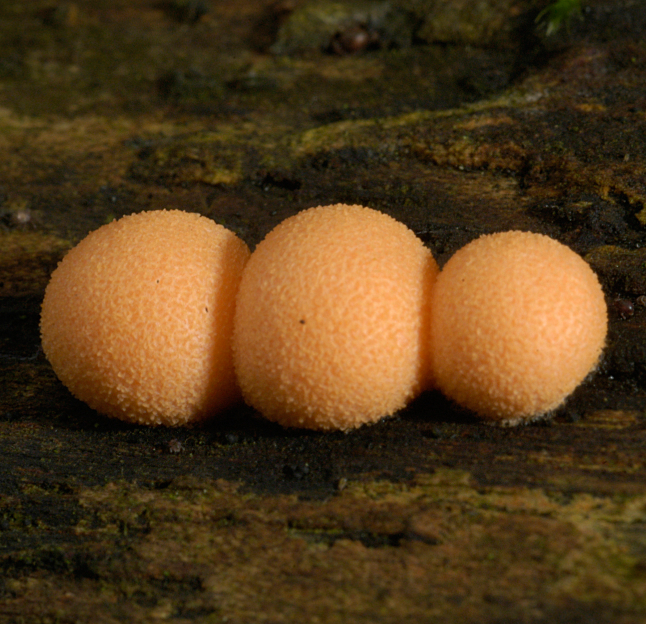 31072013092746 1241 art 519 lyc epidendrum 4992 2 kopie