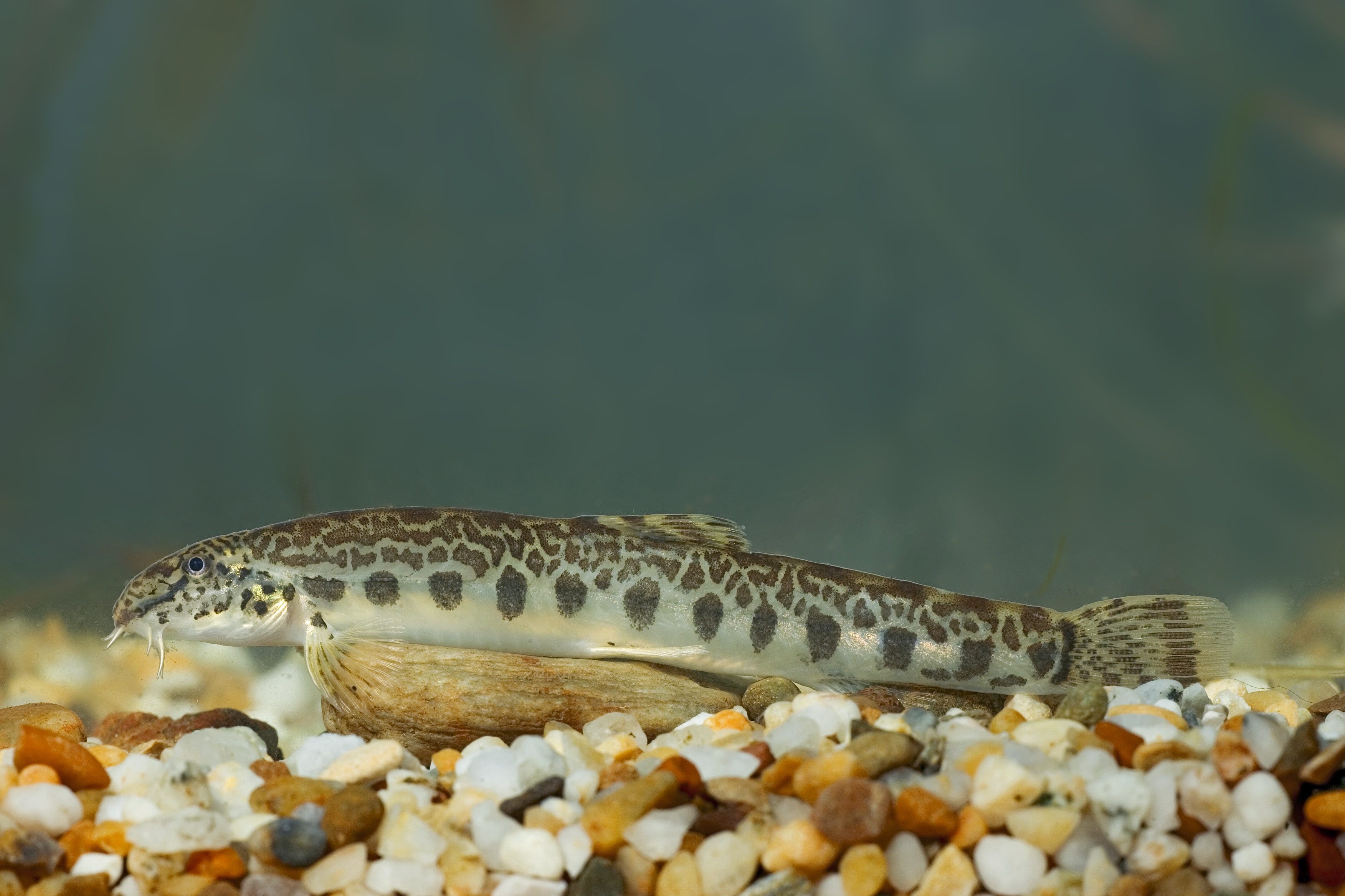 31072013170444 1243 art 1083 goldsteinbeisser 2