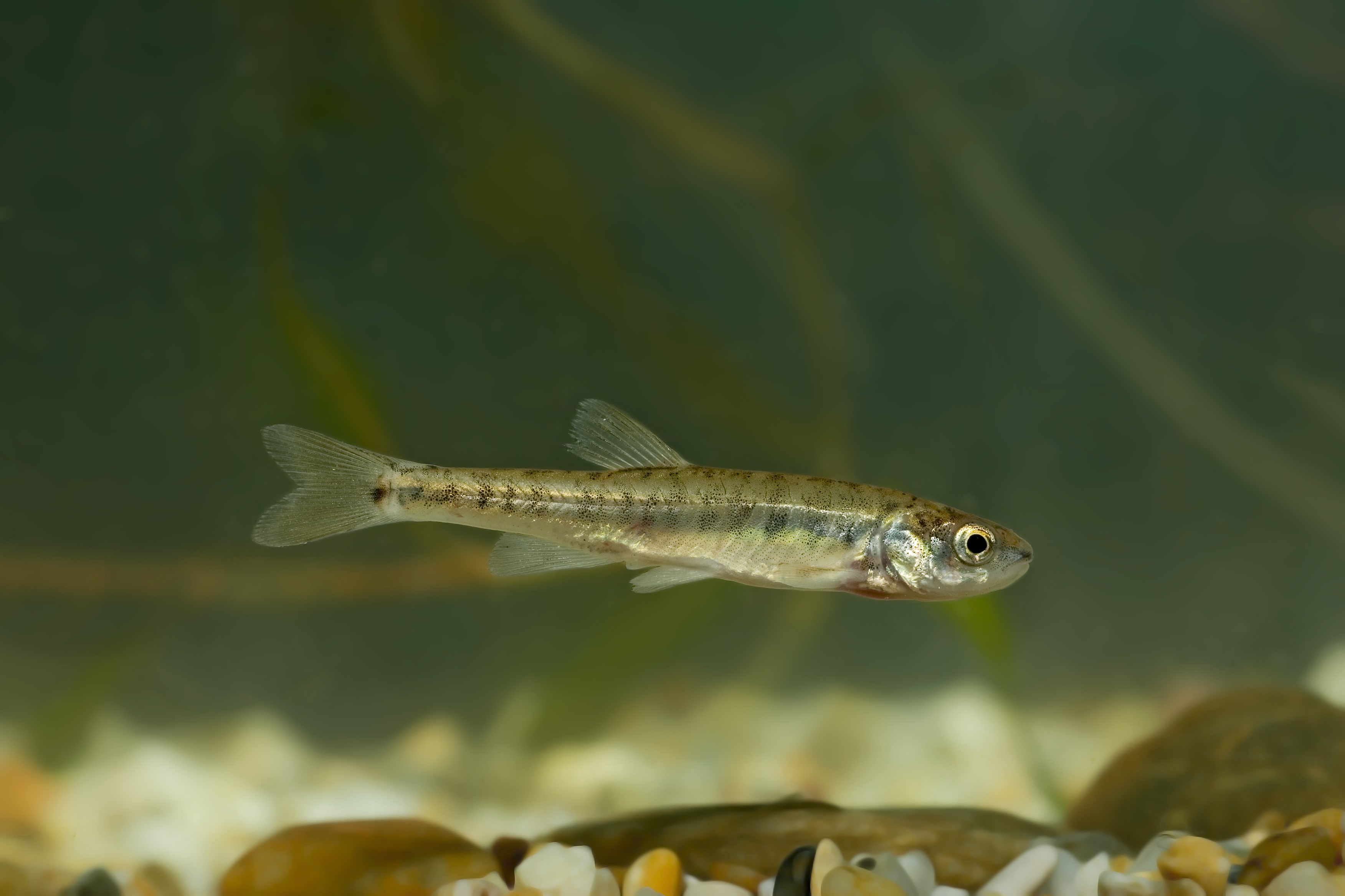 31072013170811 1244 art 1085 elritze