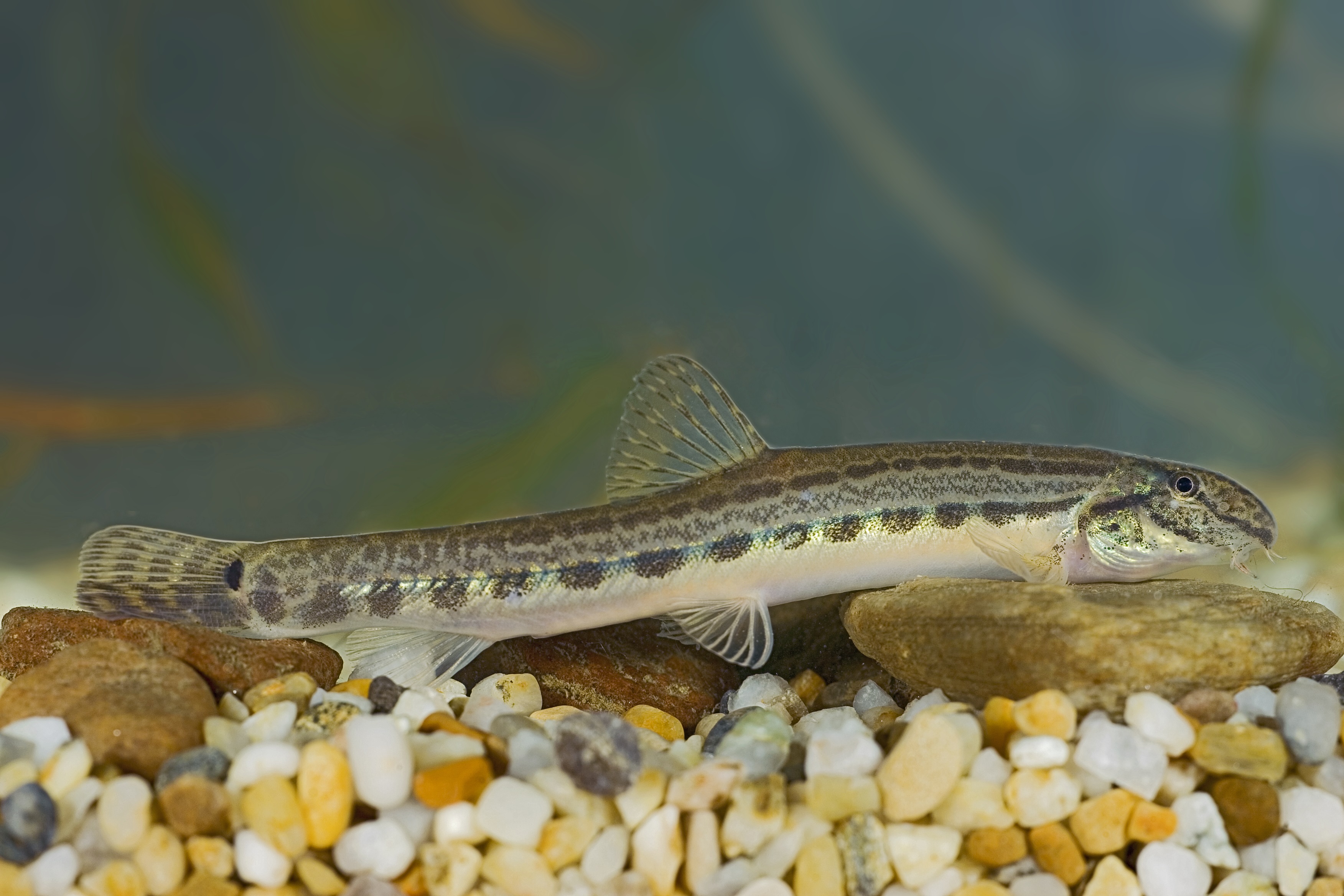 31072013170929 1245 art 1086 steinbeisser 2