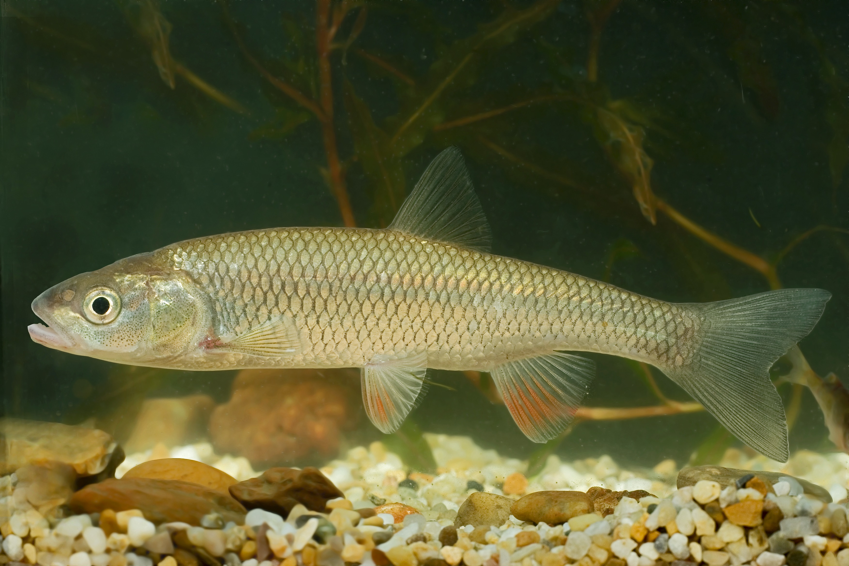 31072013171110 1246 art 1077 dobel