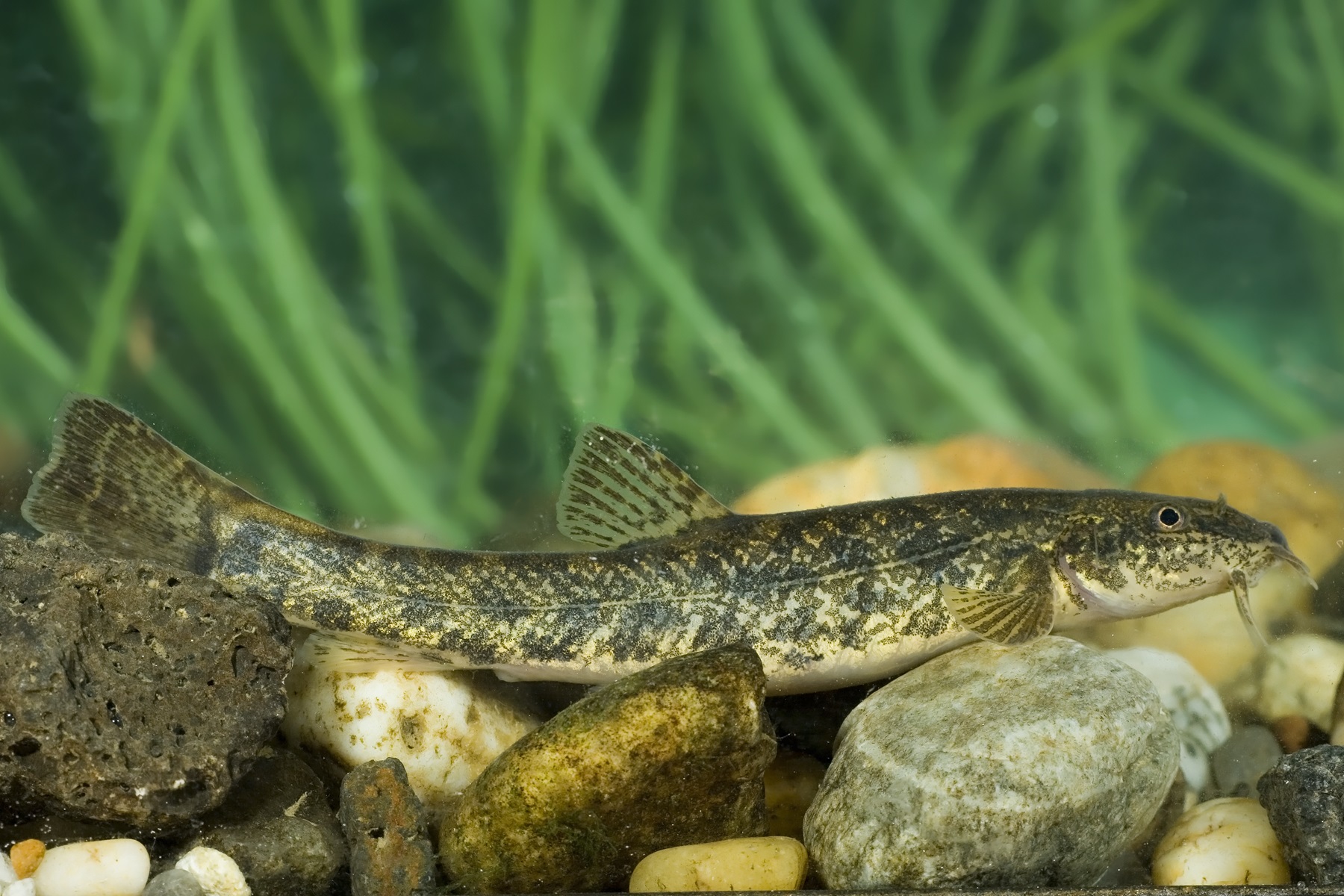 31072013172339 1247 art 1092 schmerle