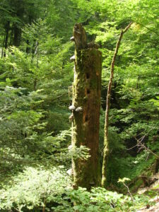 31072013180042 1248 lebensraum 1131 radniger alm2006 08 19 11 43 52