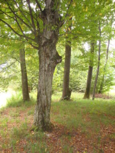 31072013180553 1250 lebensraum 1113 hainbuche