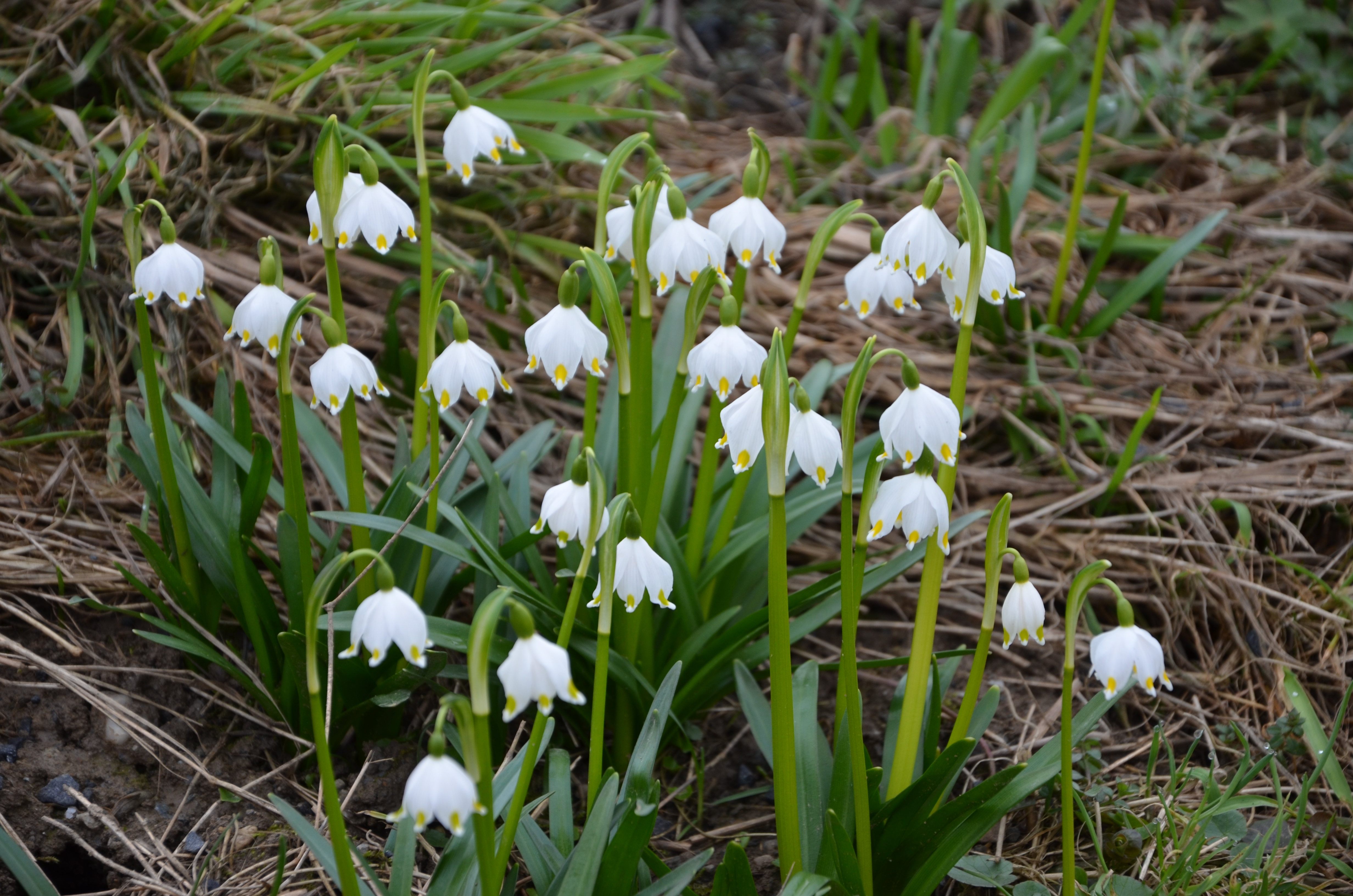 31072013181925 1252 art 236 dsc 1649