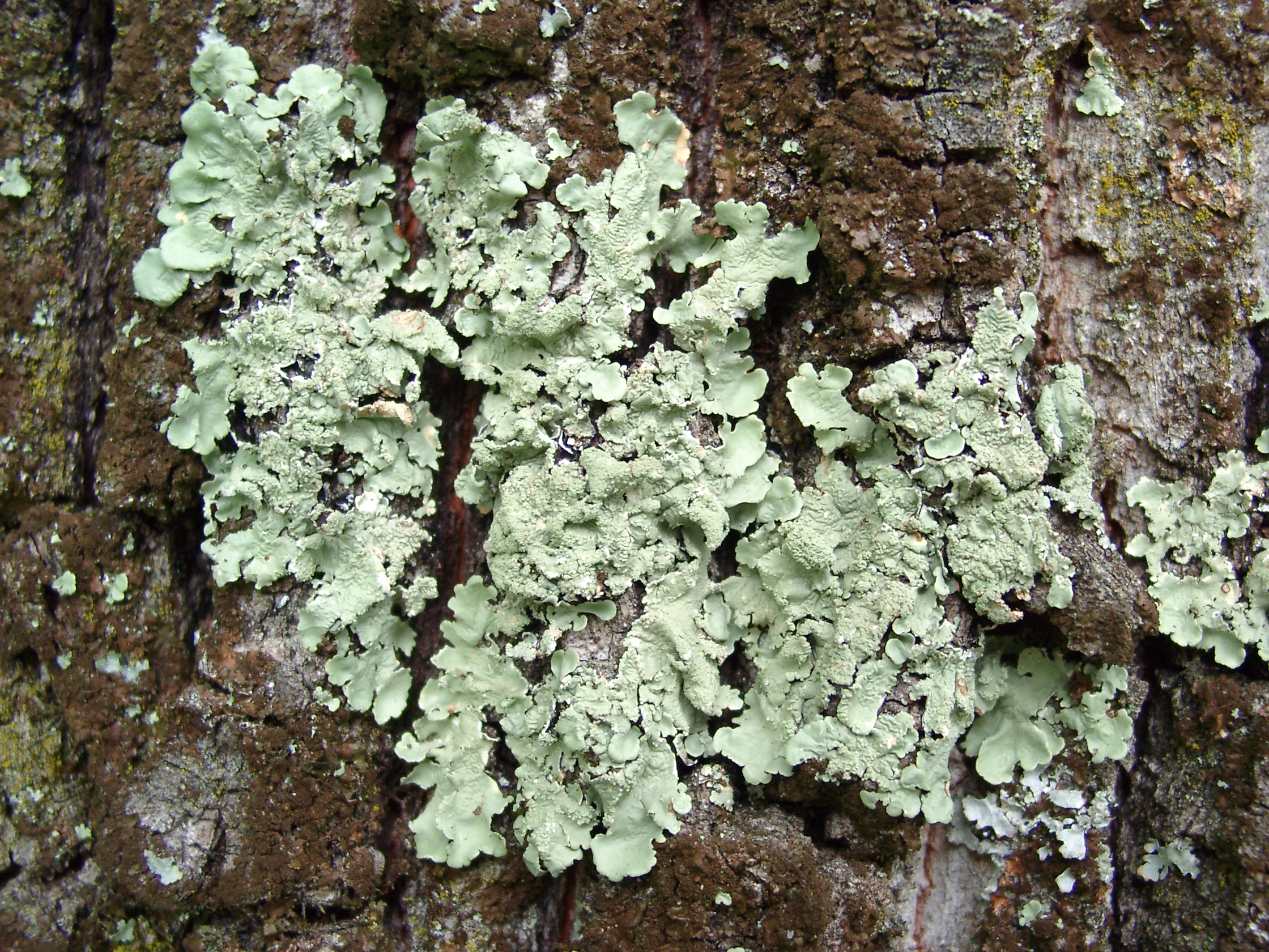 31072013183255 1253 art 1094 parmelia flavoparmelia caperata 08130029