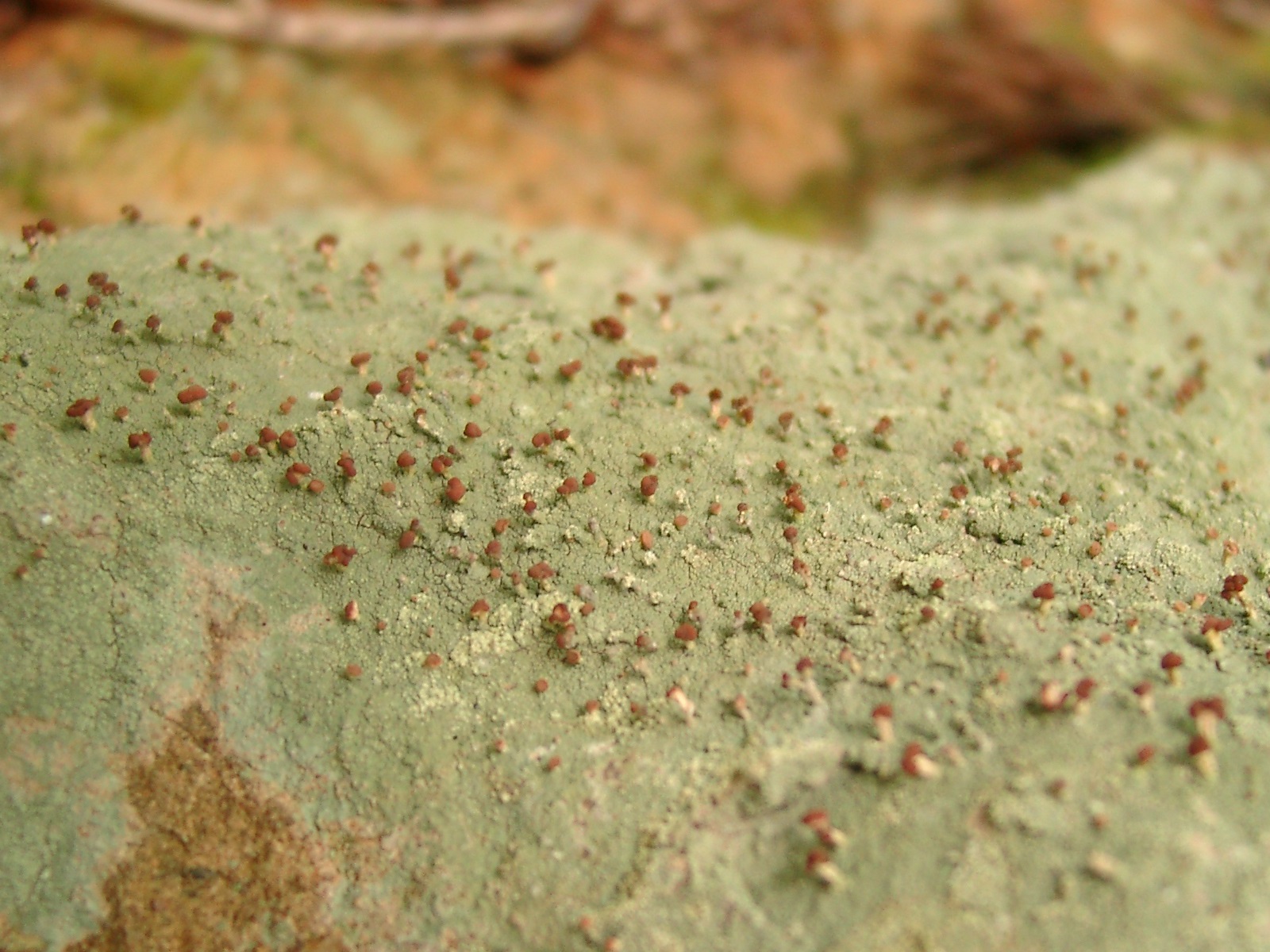 31072013190137 1254 art 1095 baeomyces rufus 08130099 neu