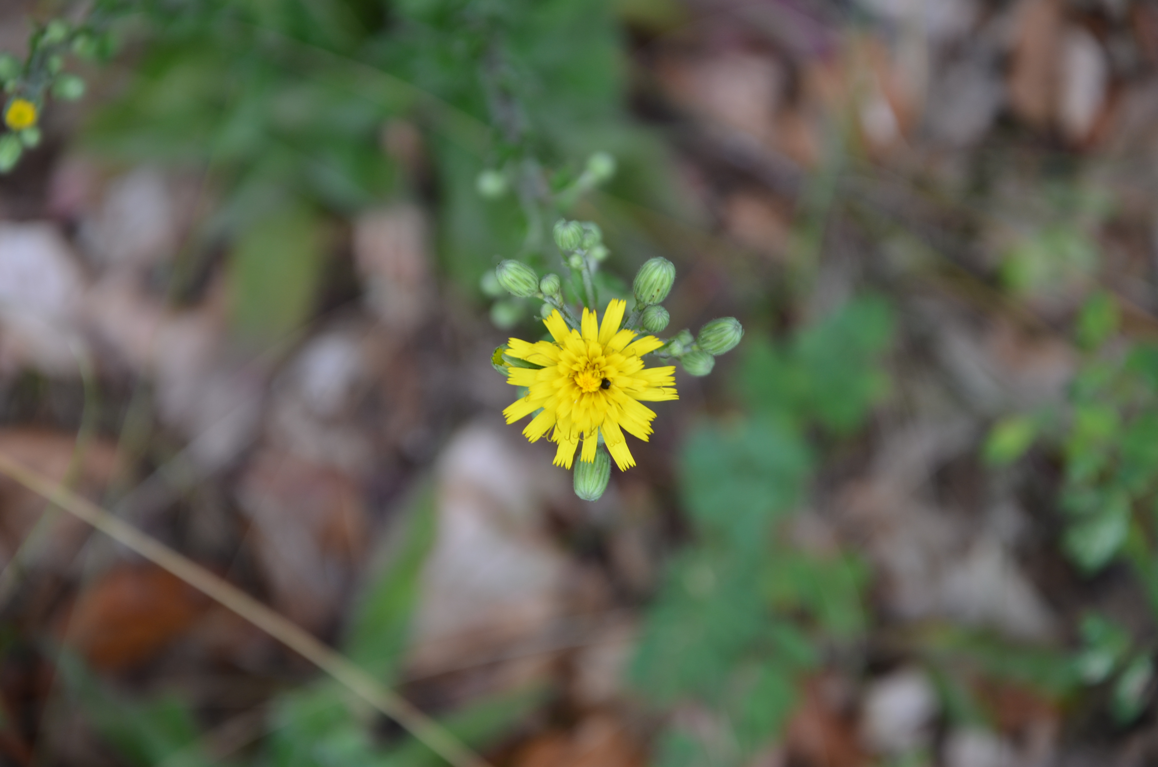 31072014001552 2594 art 1573 dsc 7099