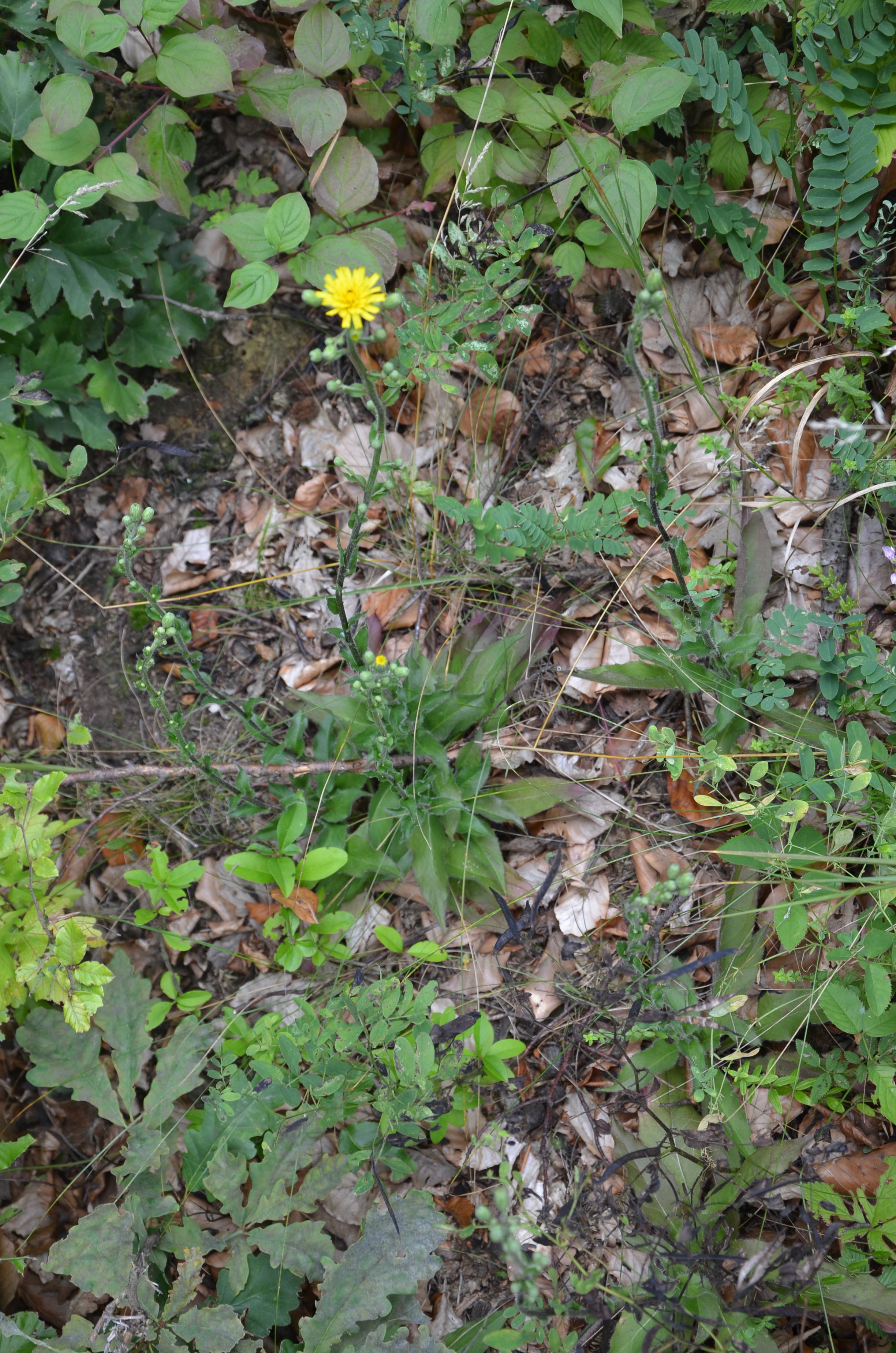 31072014001817 2595 art 1573 dsc 7101