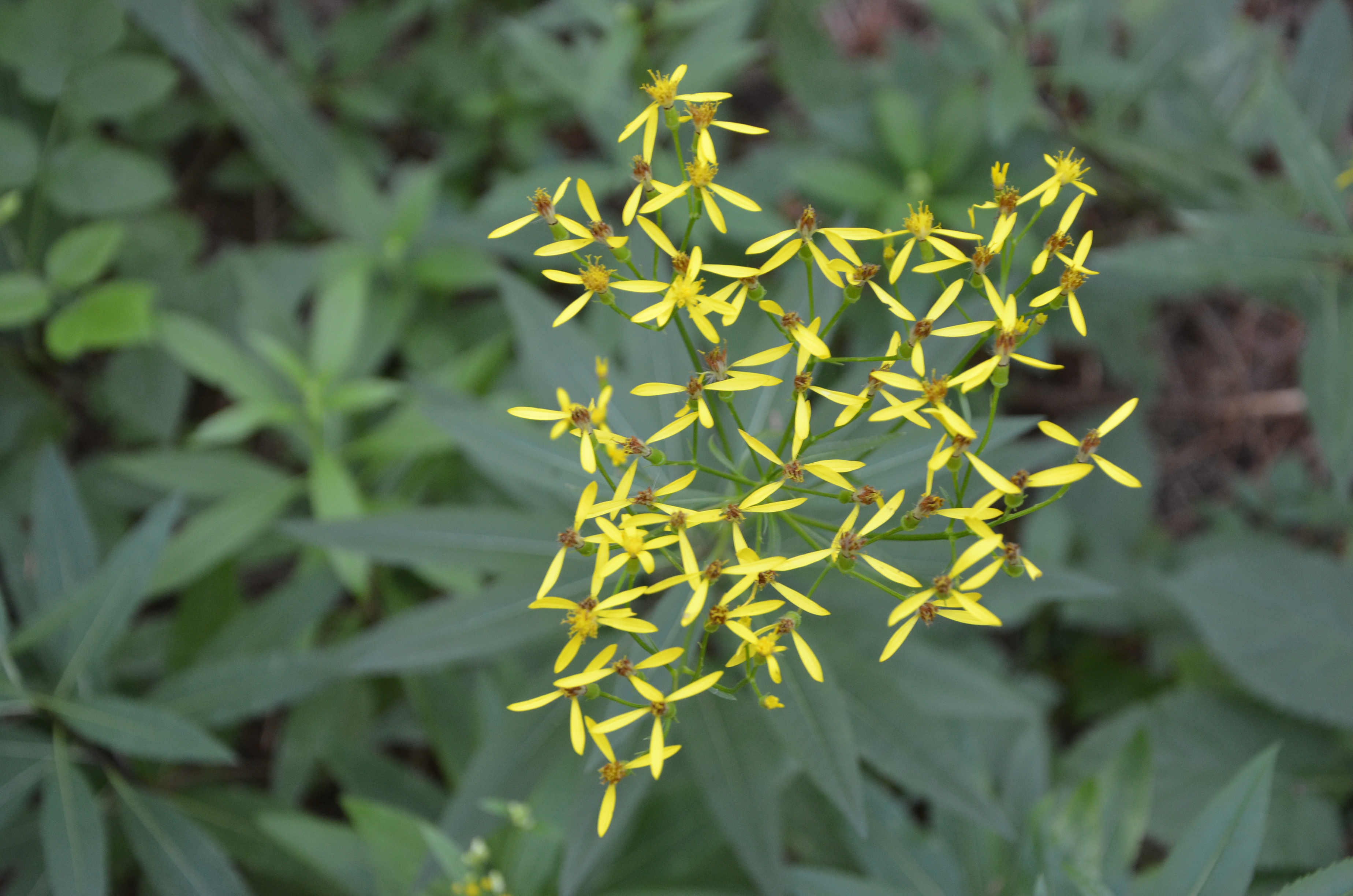 31072014003537 2596 art 1574 dsc 6835