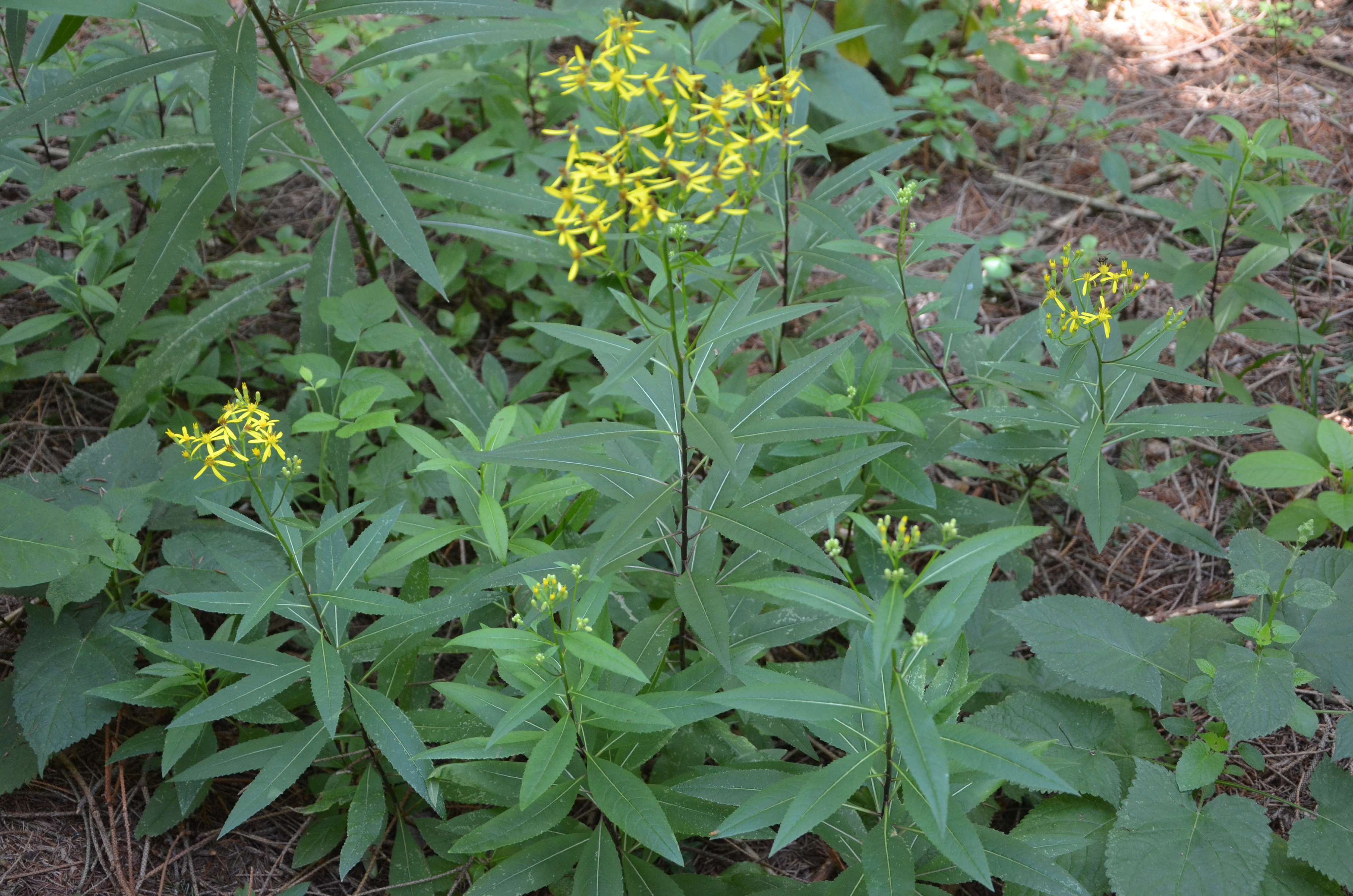 31072014003719 2597 art 1574 dsc 6836